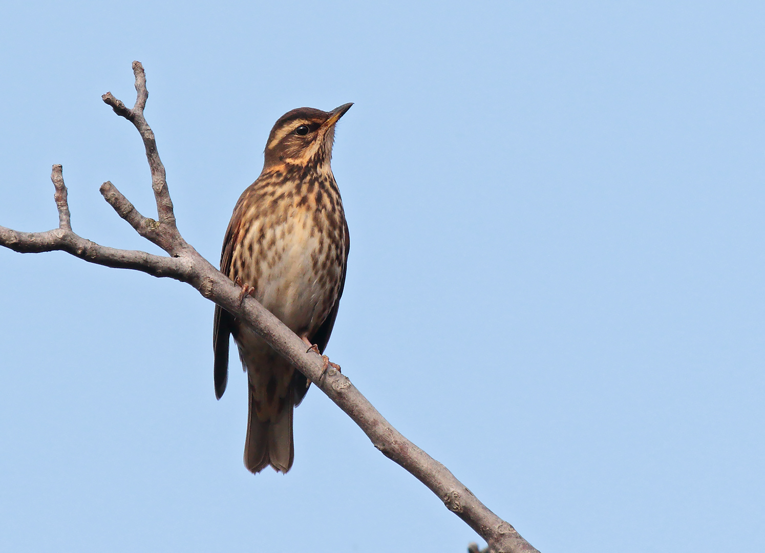 Redwing