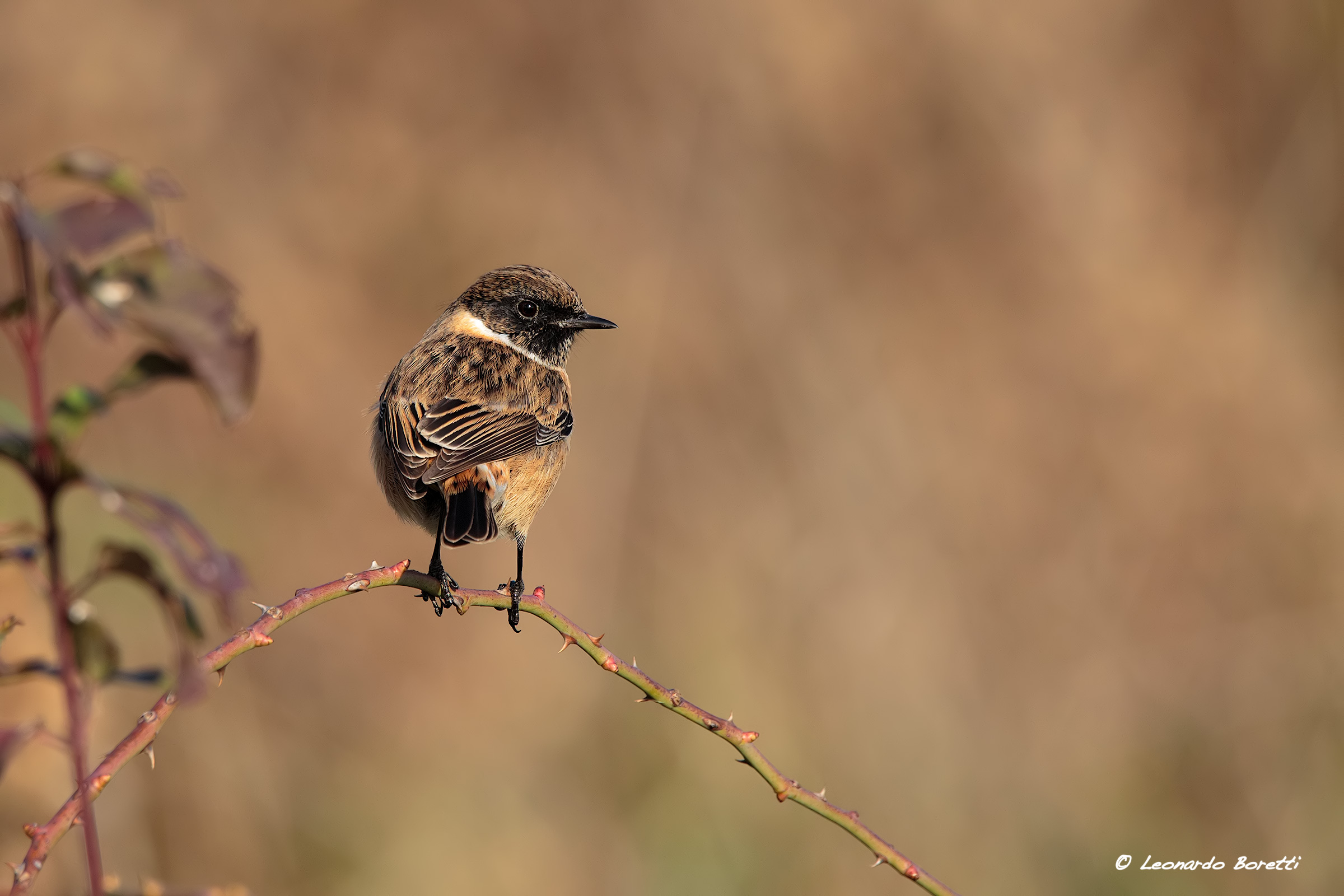 Stonechat