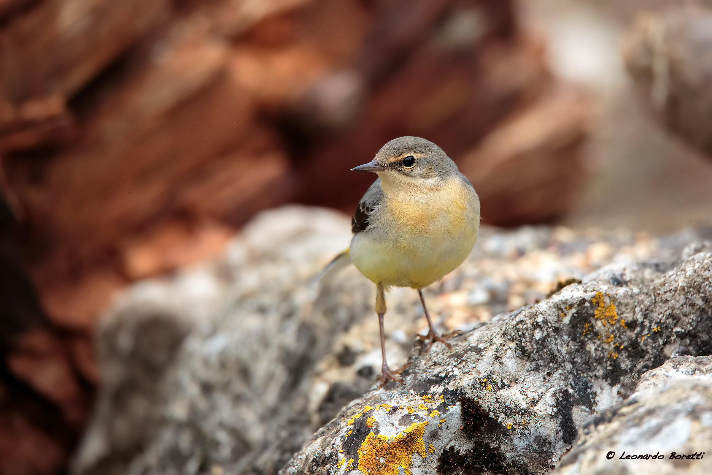 Yellow Wagtail