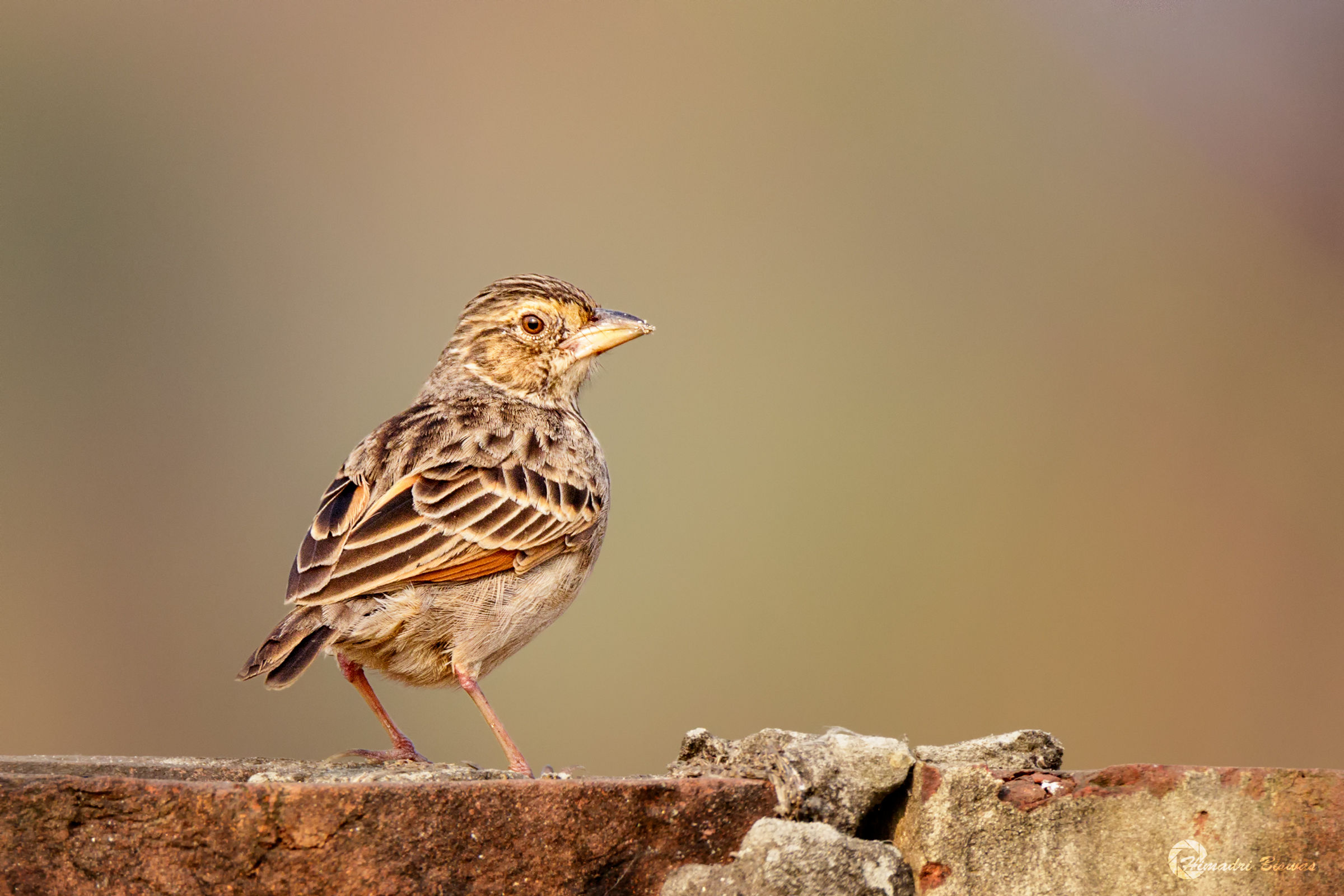 Bengal bush lark