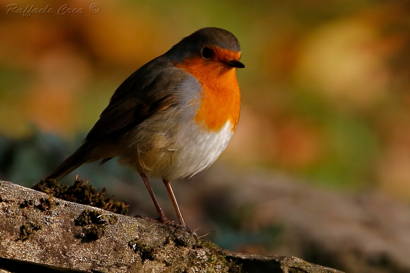 Pettirosso con penombra e colori