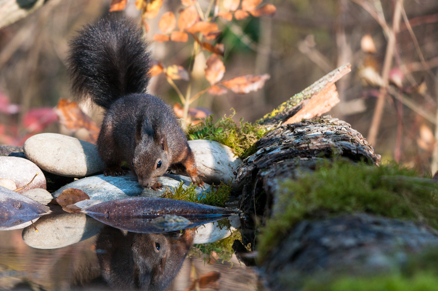 Two in search of food