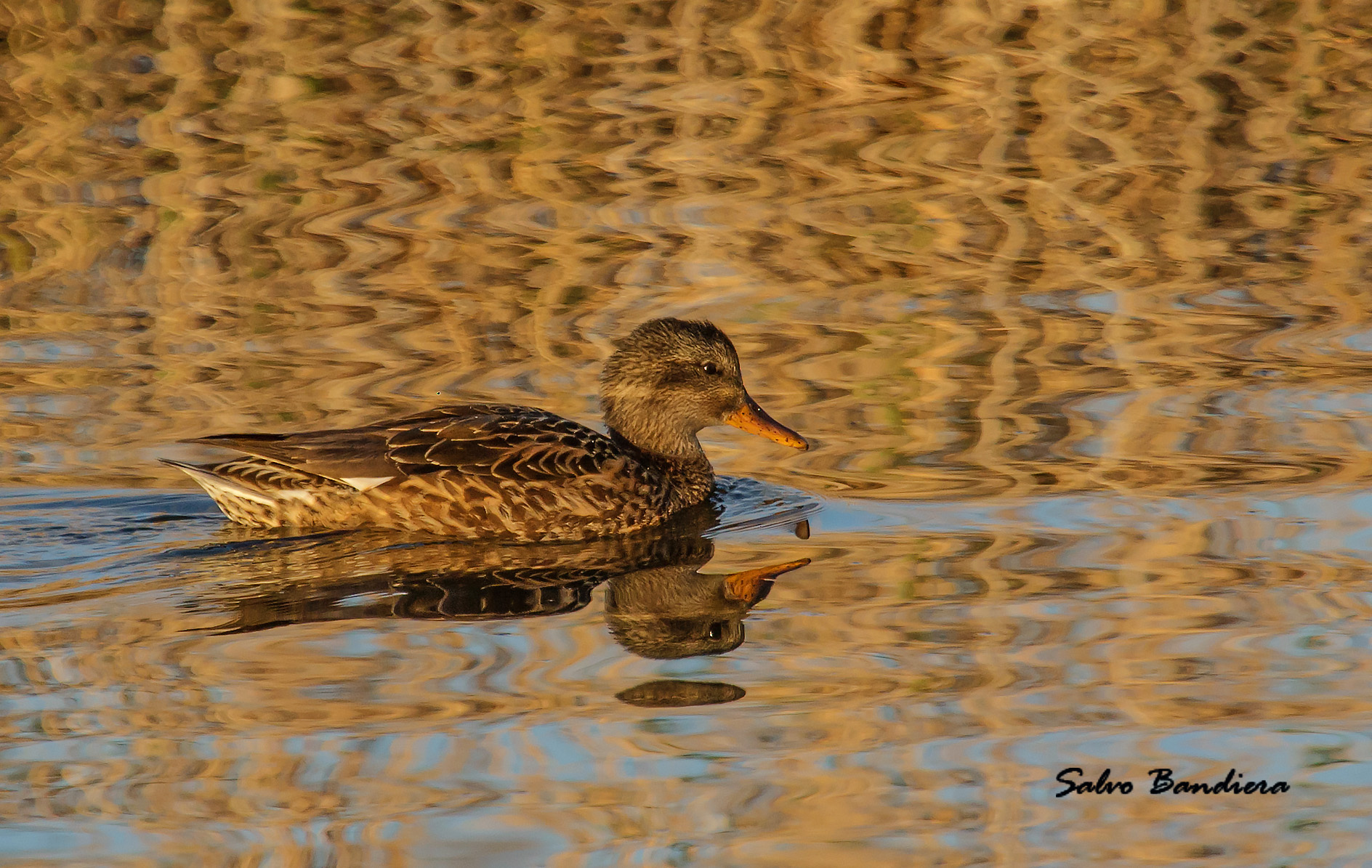 Femm. di Canapiglia...
