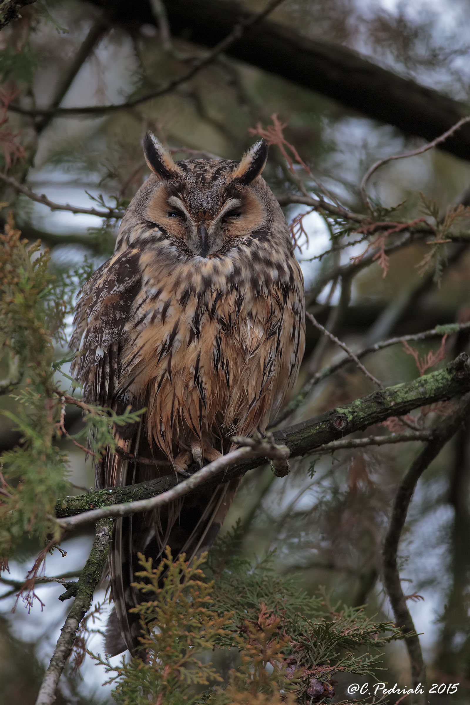 Eared owl .. drowsiness ..