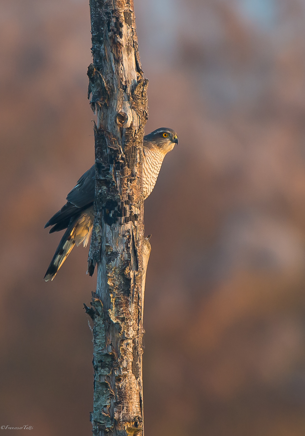 Sparrowhawk Perched