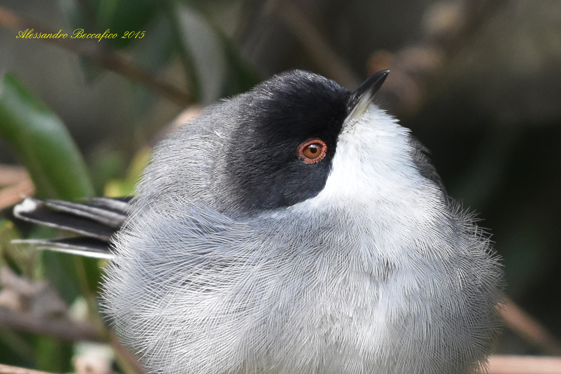 Warbler (Sylvia melanocephala)