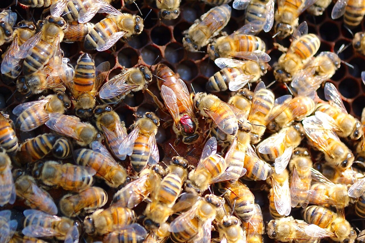 Queen with a crown of rubies ..