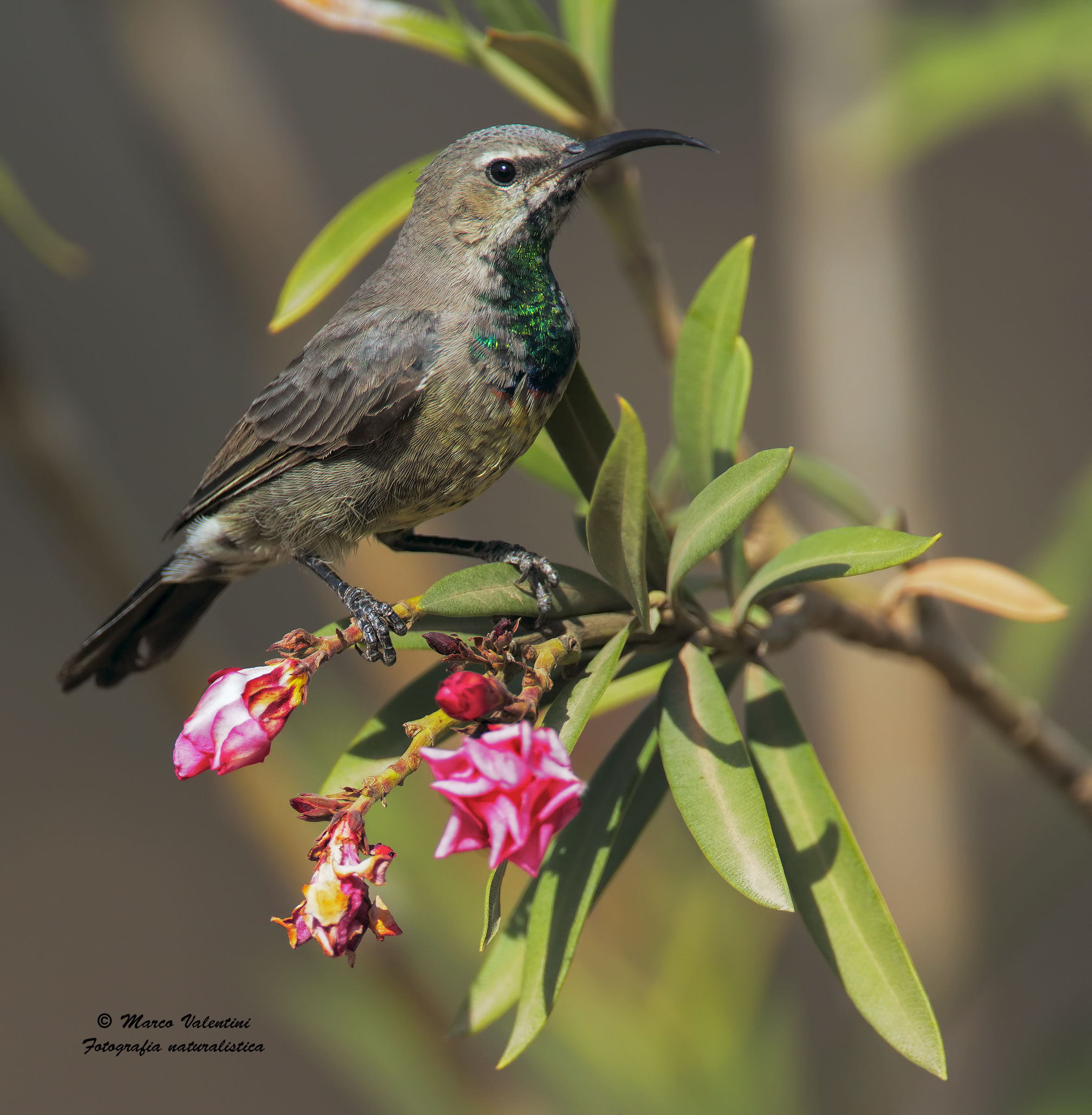 The Sunbird and oleander