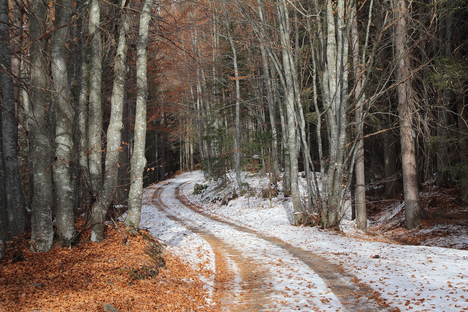 Bosco di fine autunno in Comelico