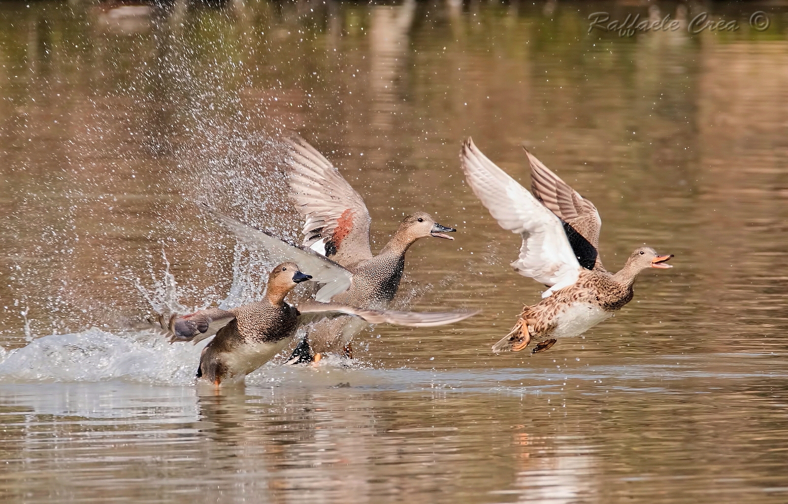 Canapiglie maschi e femmina