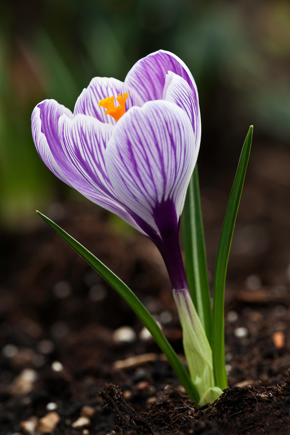 Crocus