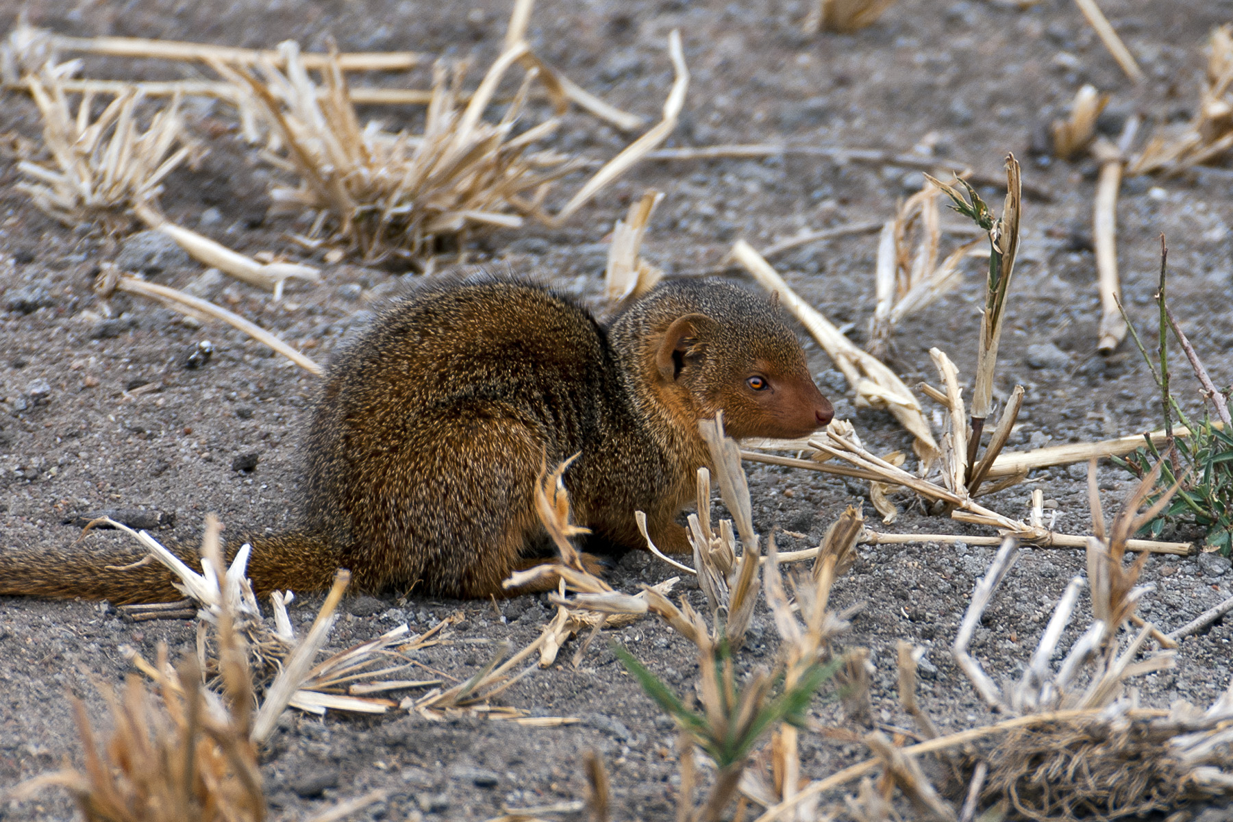 Dwarf mongoose