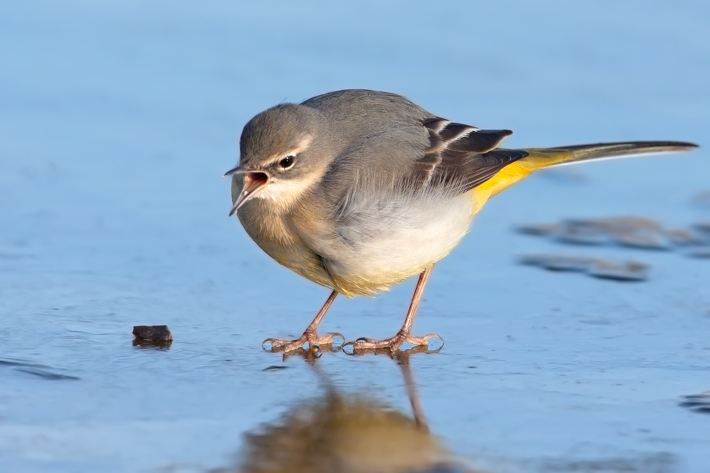 Wagtail