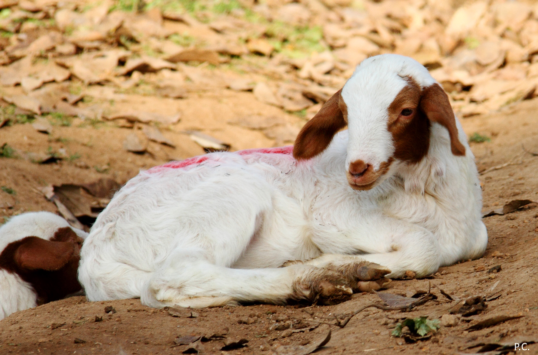 anticipo di presepe 2