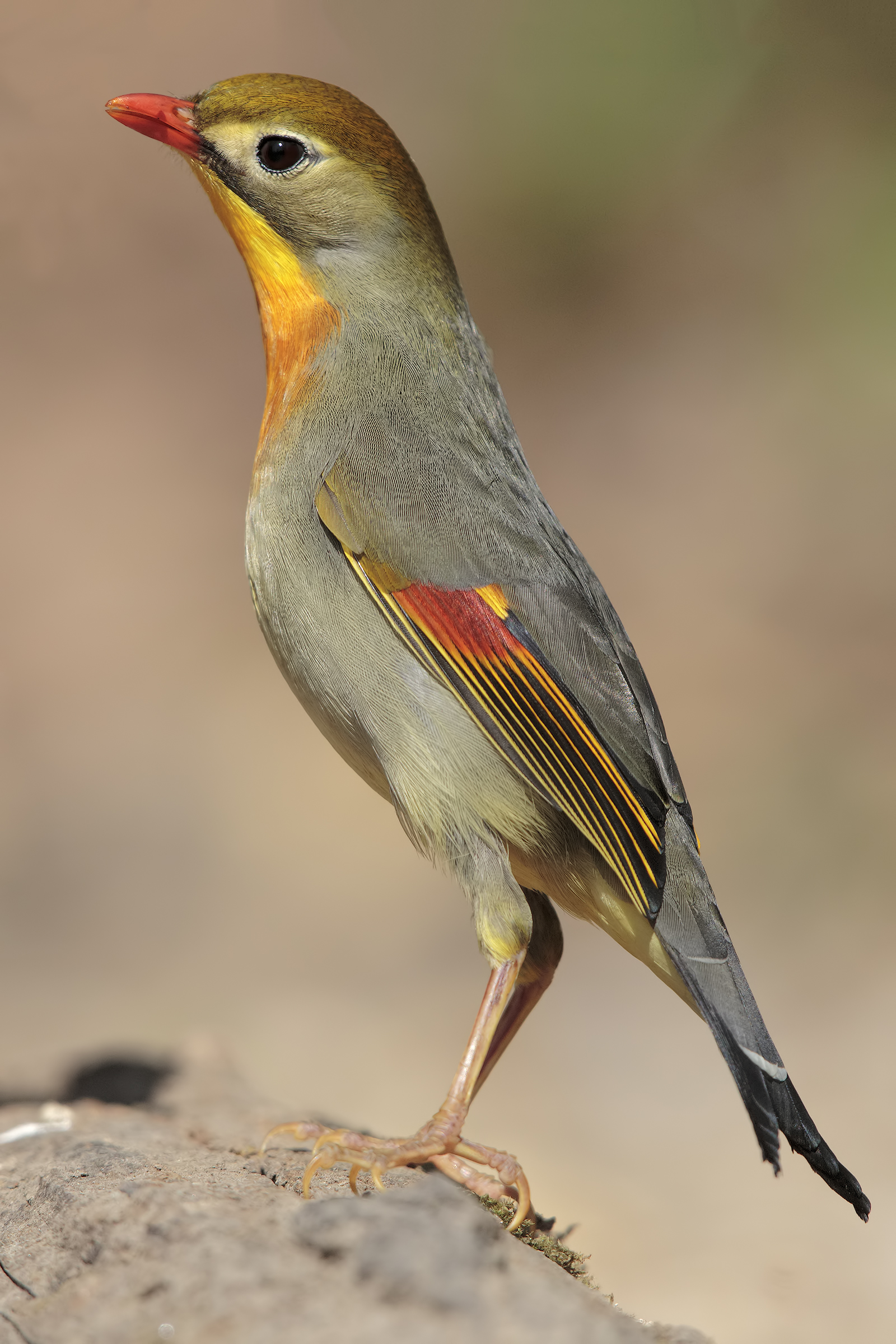 Usignolo del Giappone