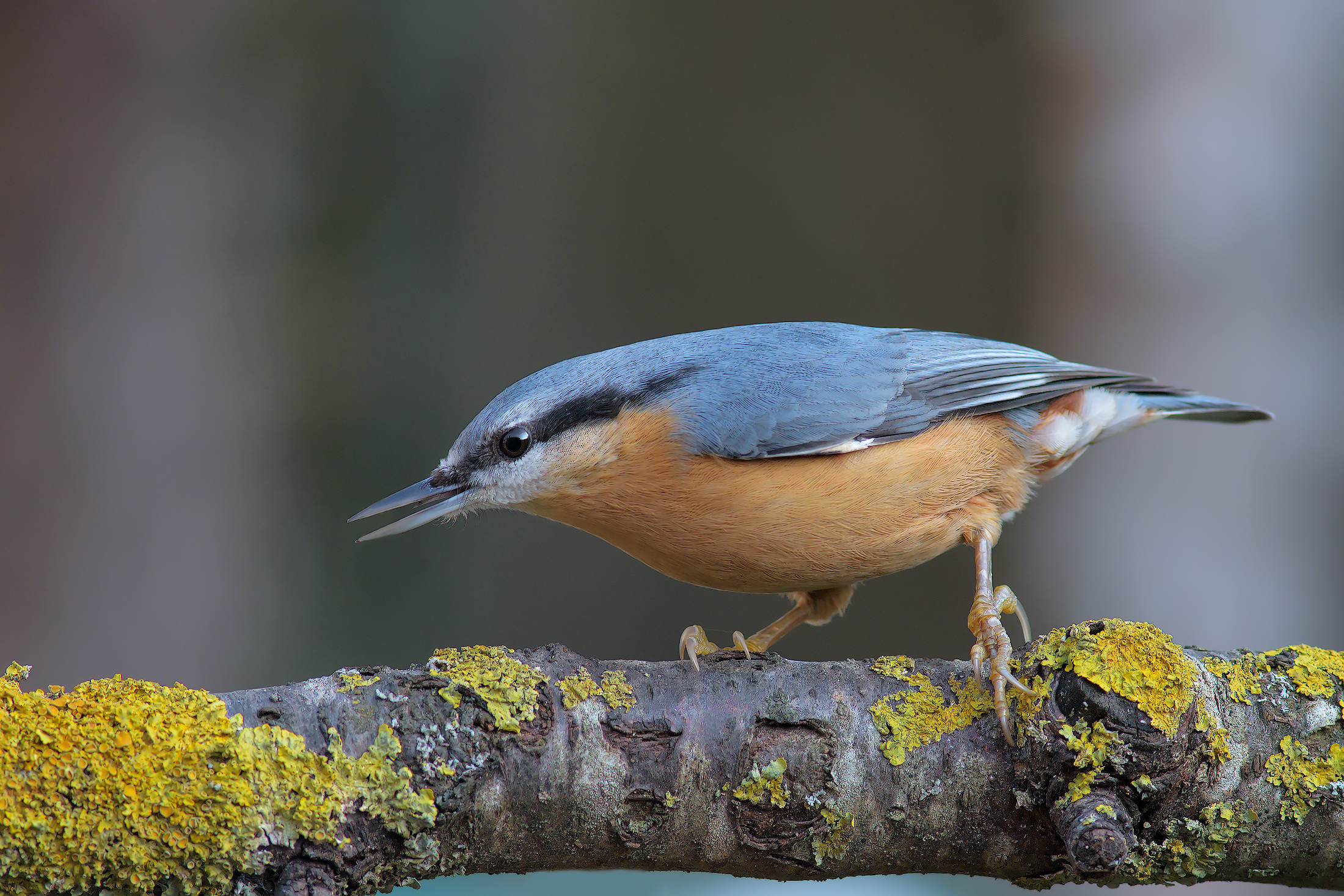 Muratore ravvicinato