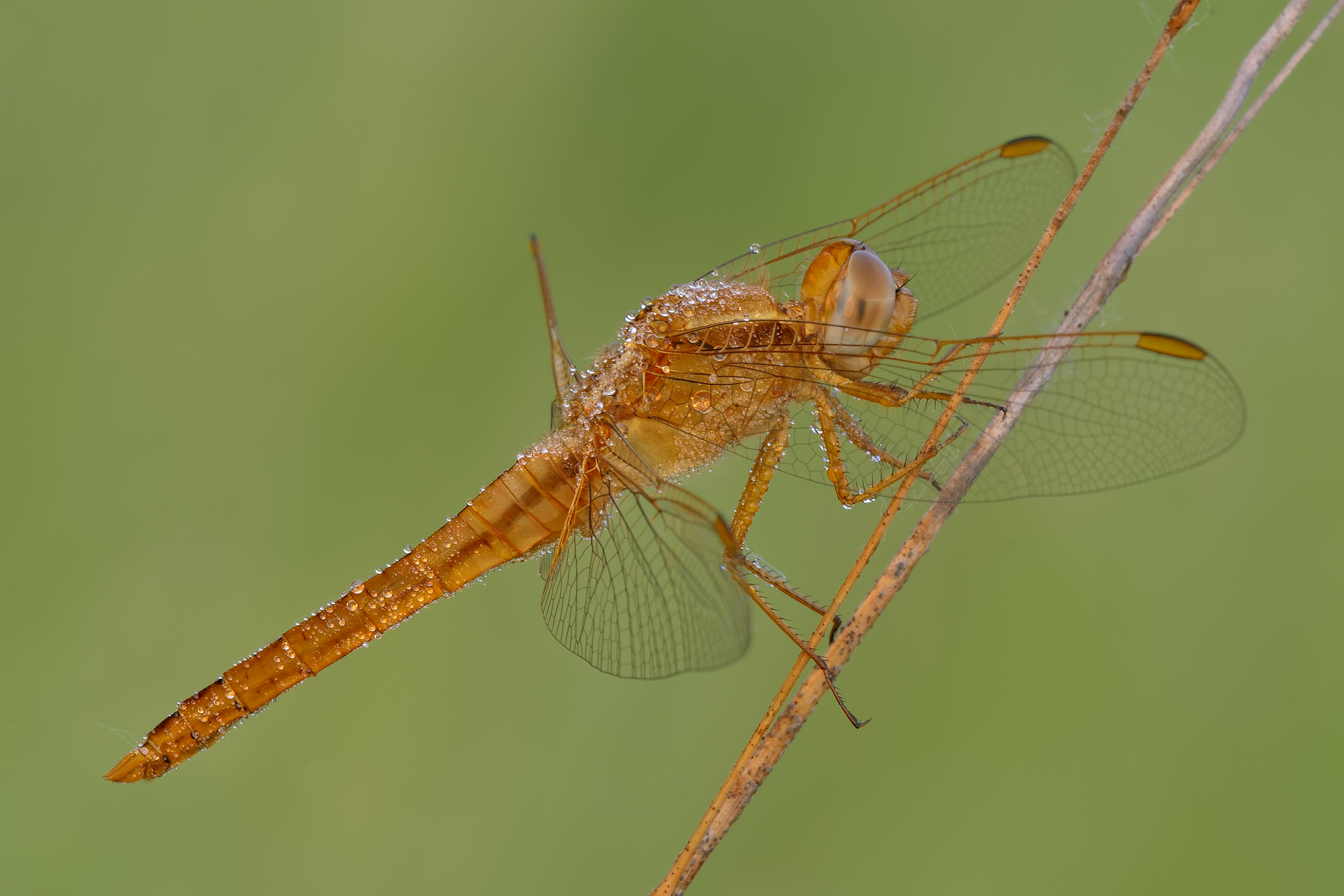 Crocothemis erythraea