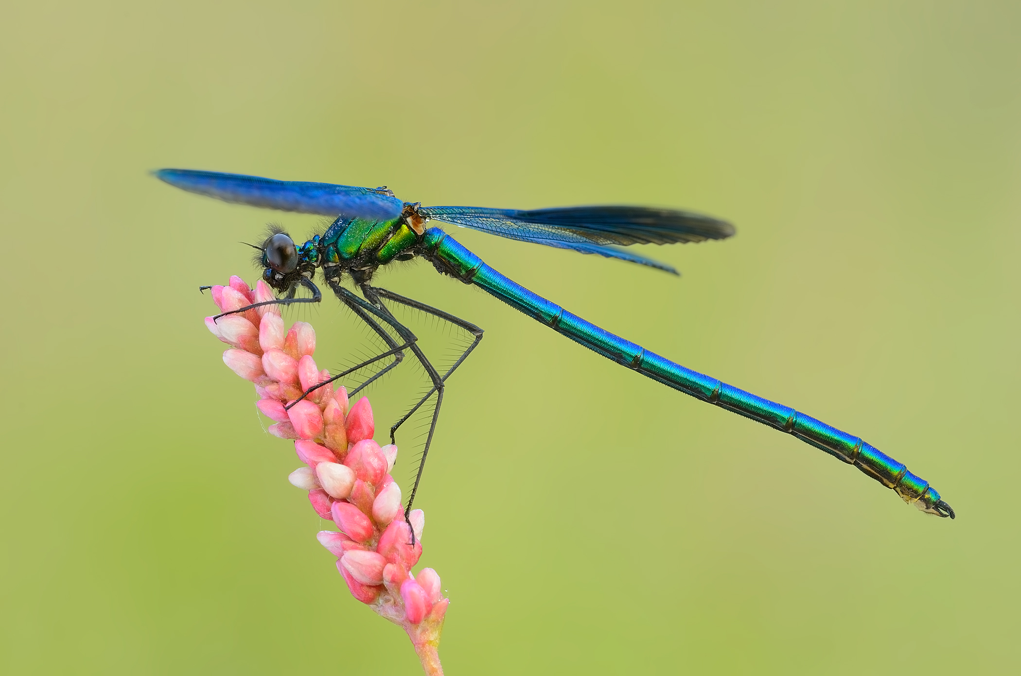 Decollo...( Calopteryx splendens )