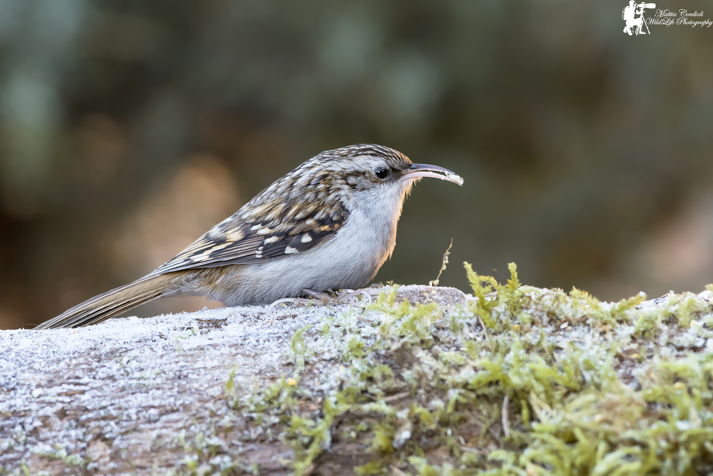 A Rampichino below zero ...