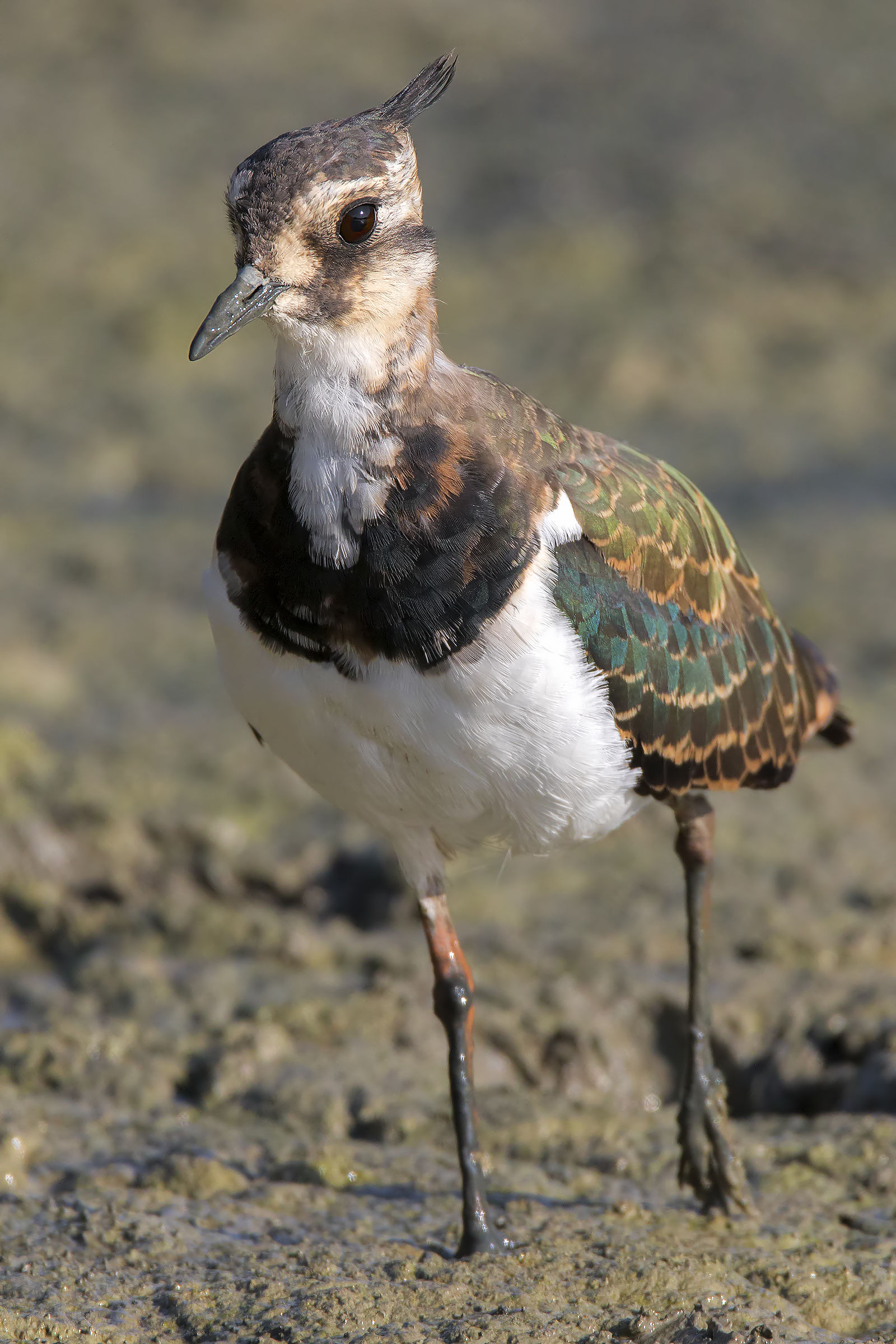 Lapwing