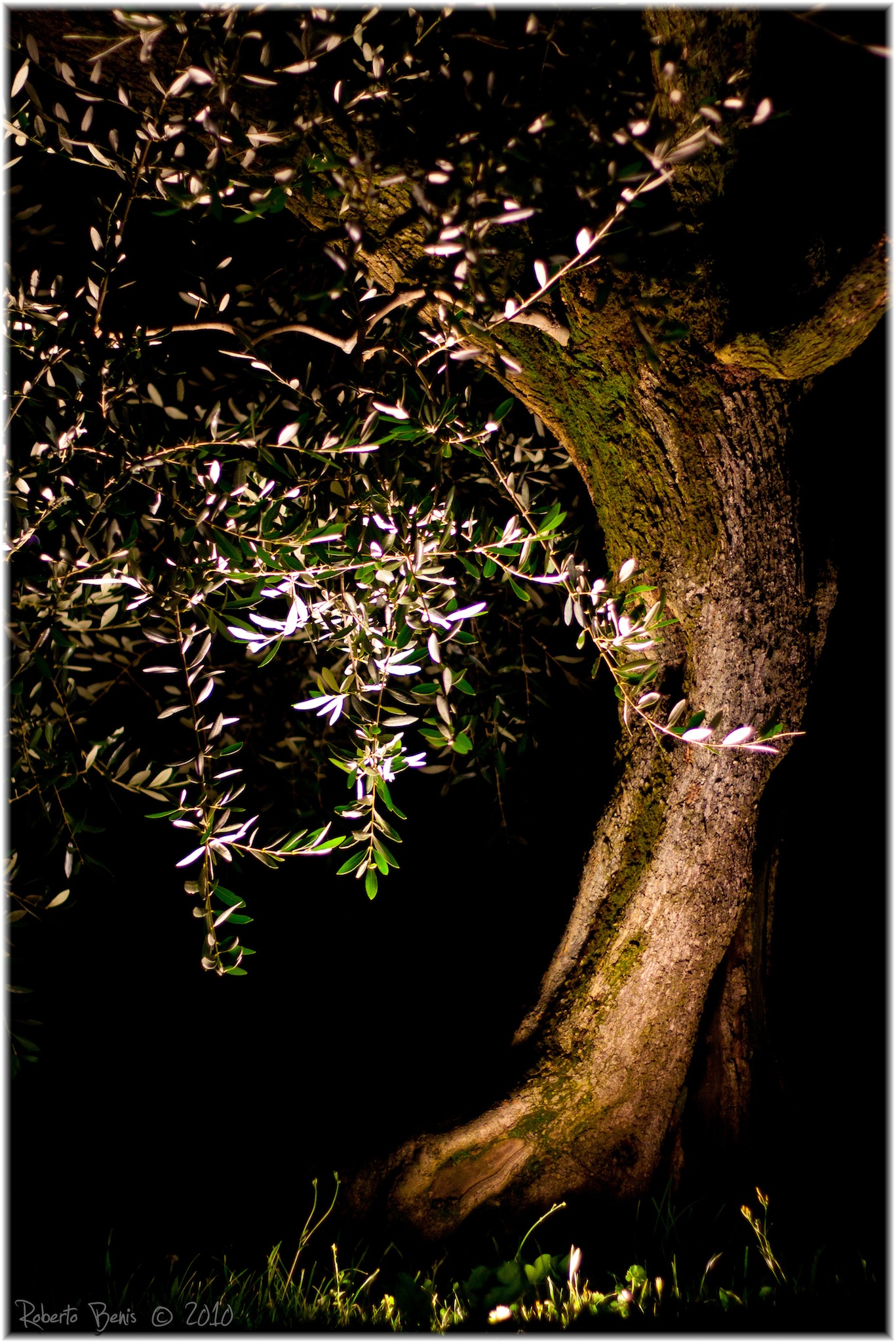 Olive Tree