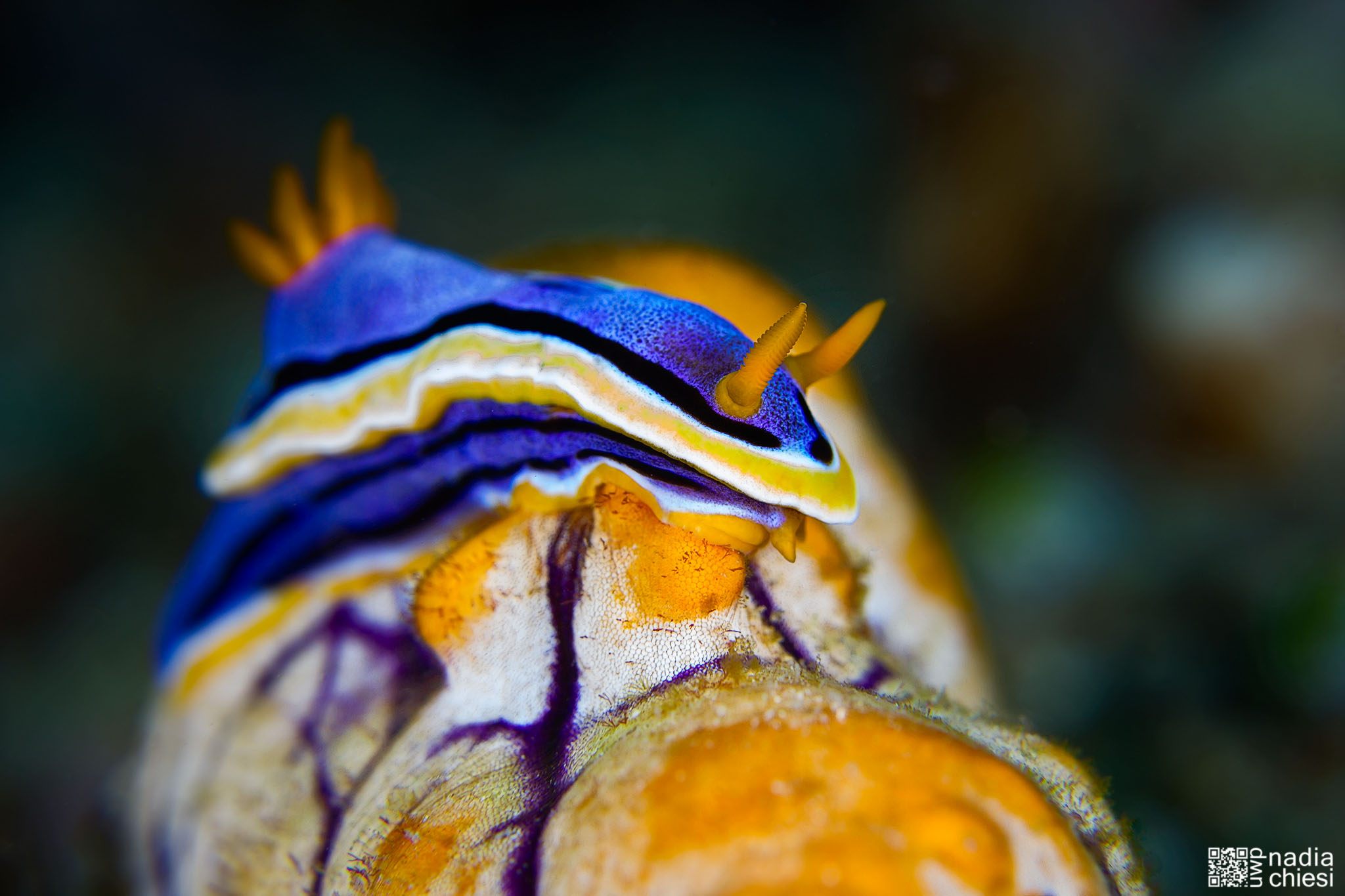 Underwater Tecnicolor