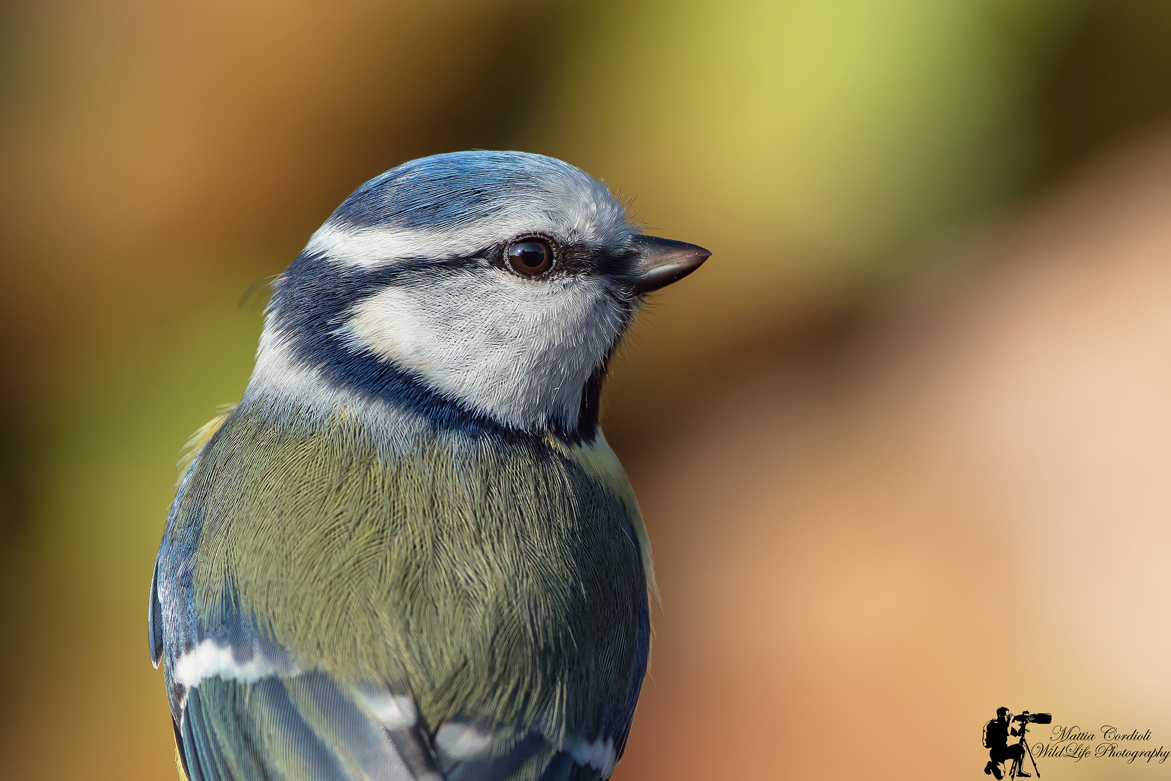 Tit Portrait