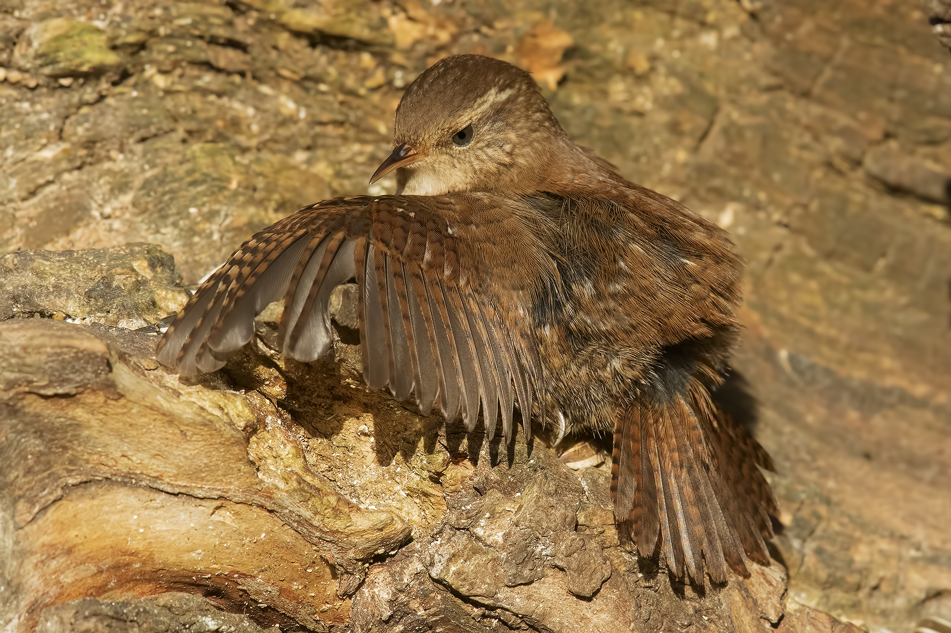 wren