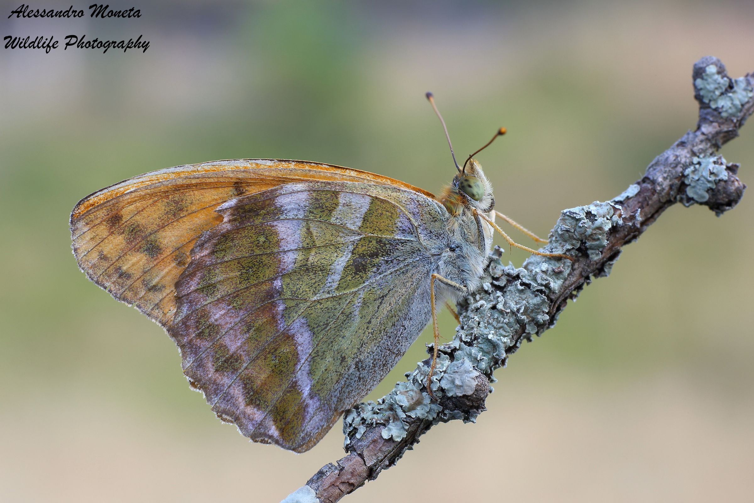 Argynnis pandora