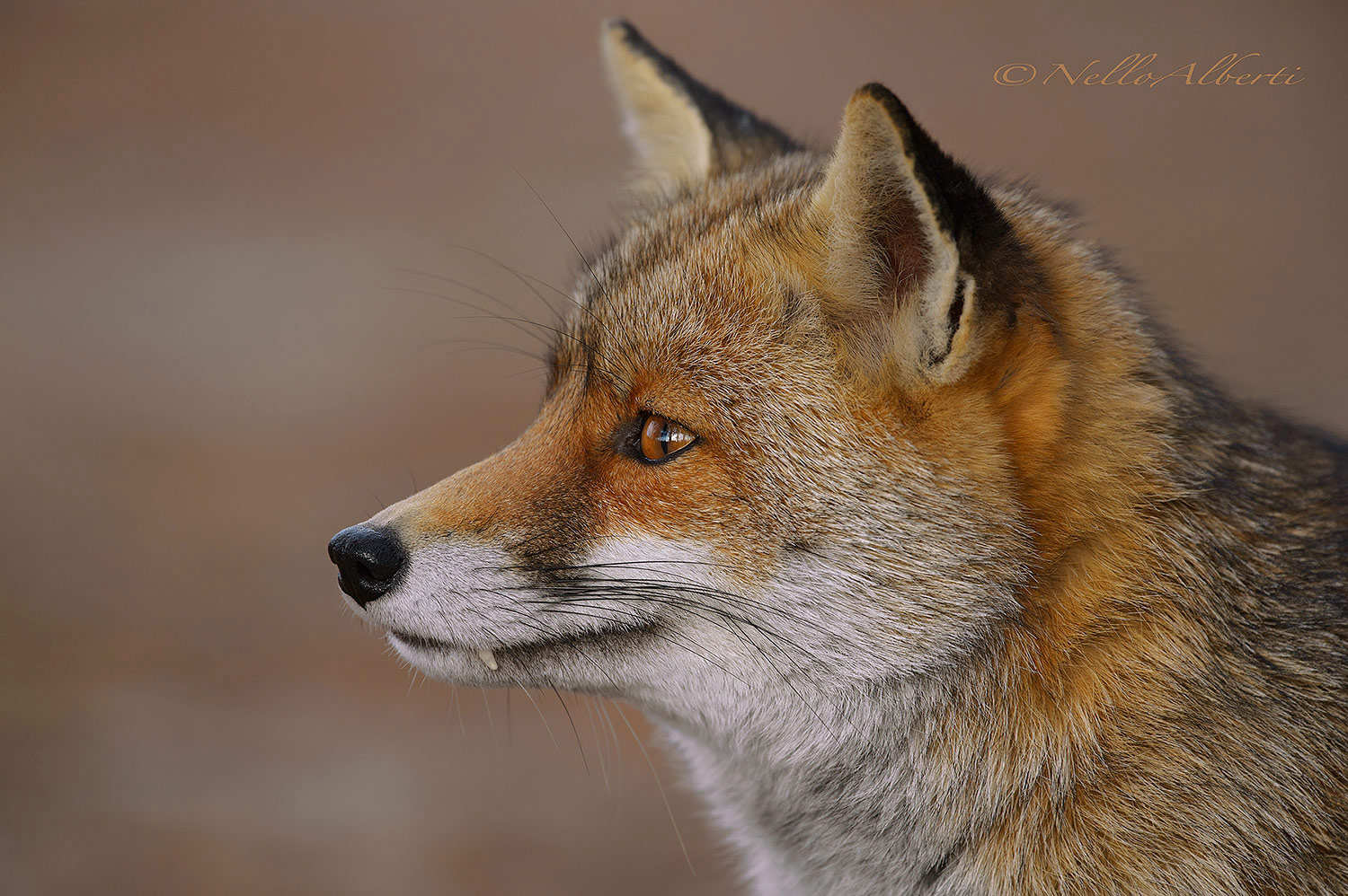 Portrait of a fox