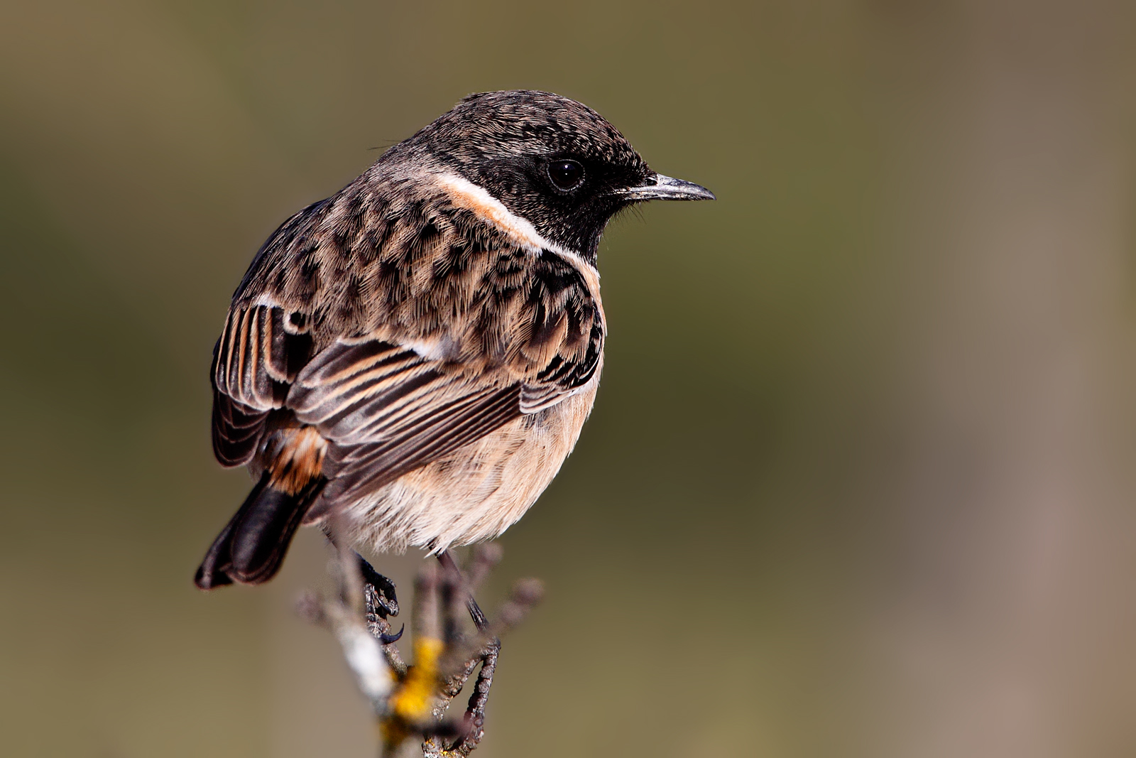 Reed Bunting
