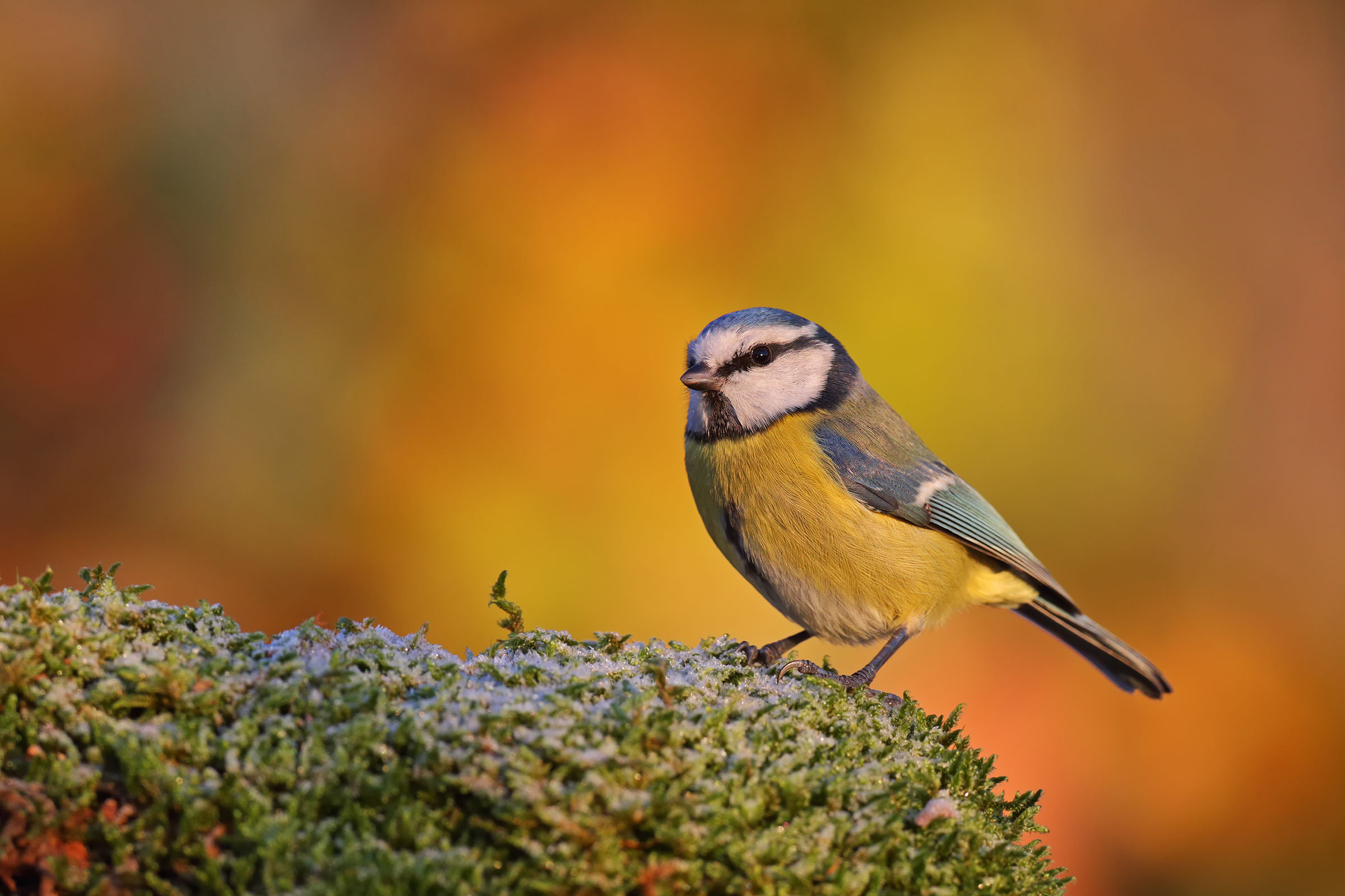 Tit, very first light