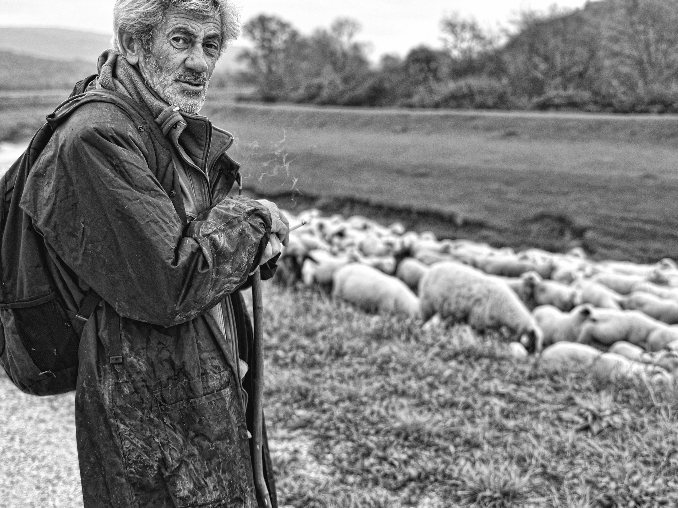 The lonely shepperd 2