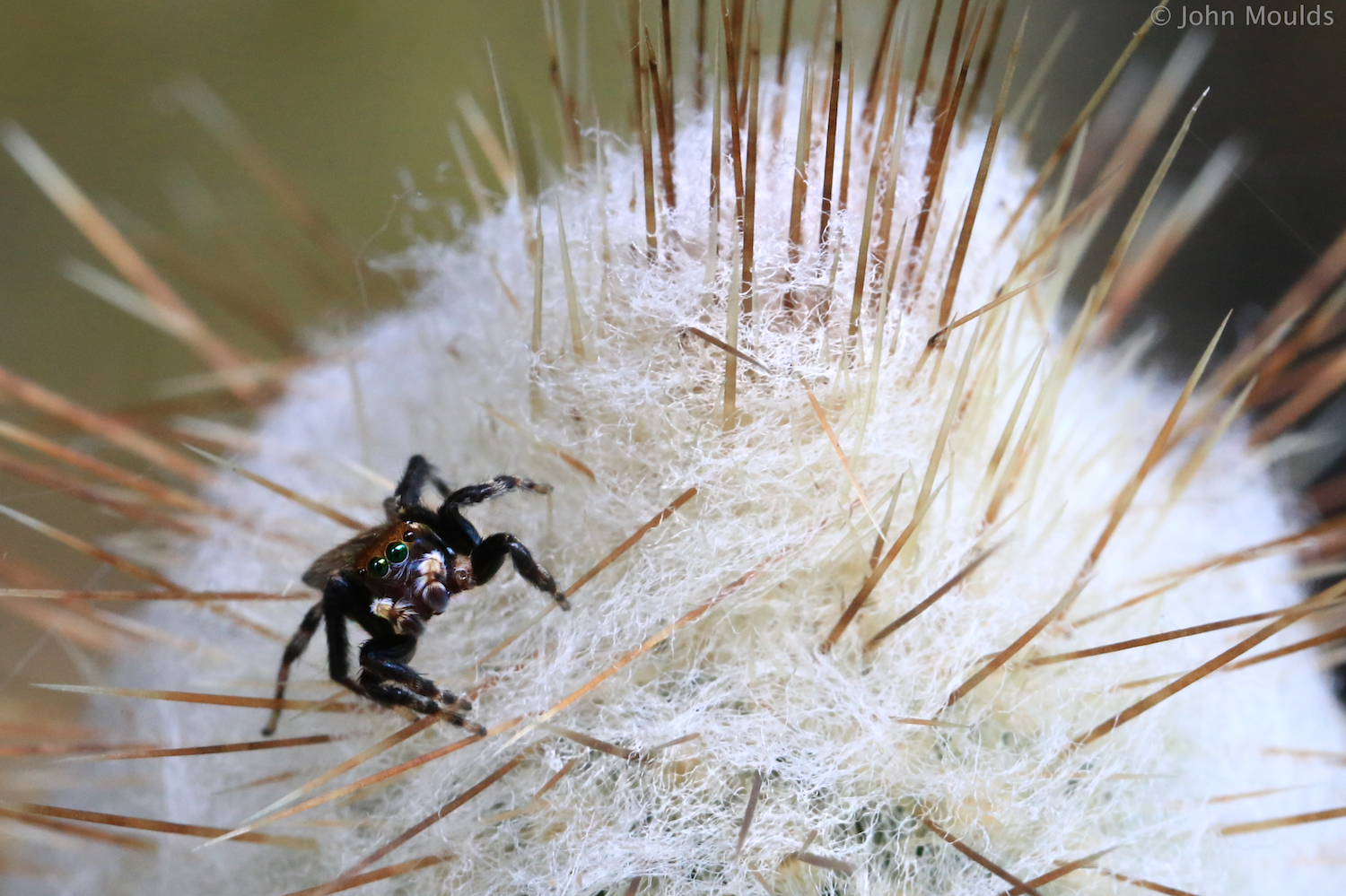 Amongst the spines..