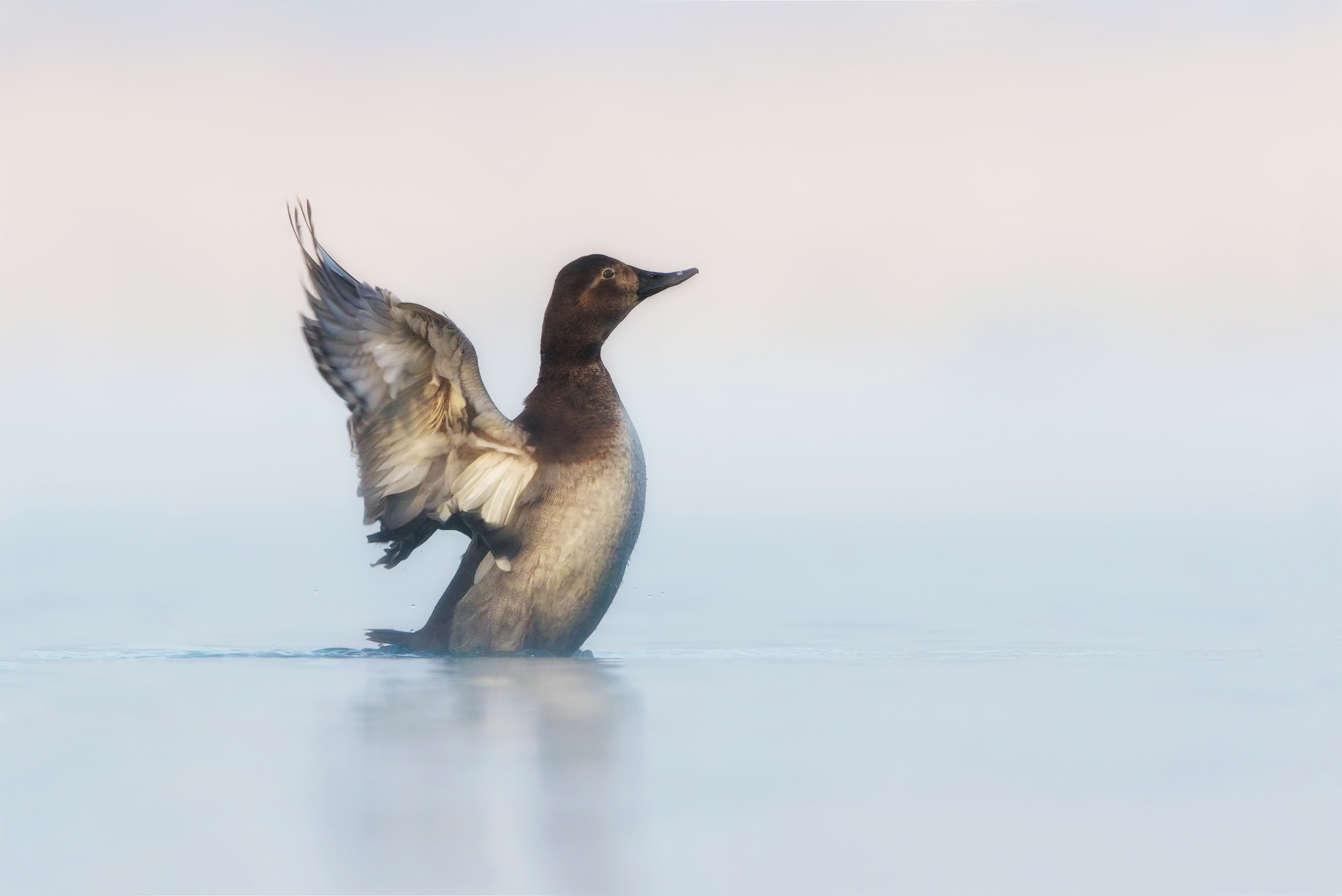 Moriglione nella nebbia