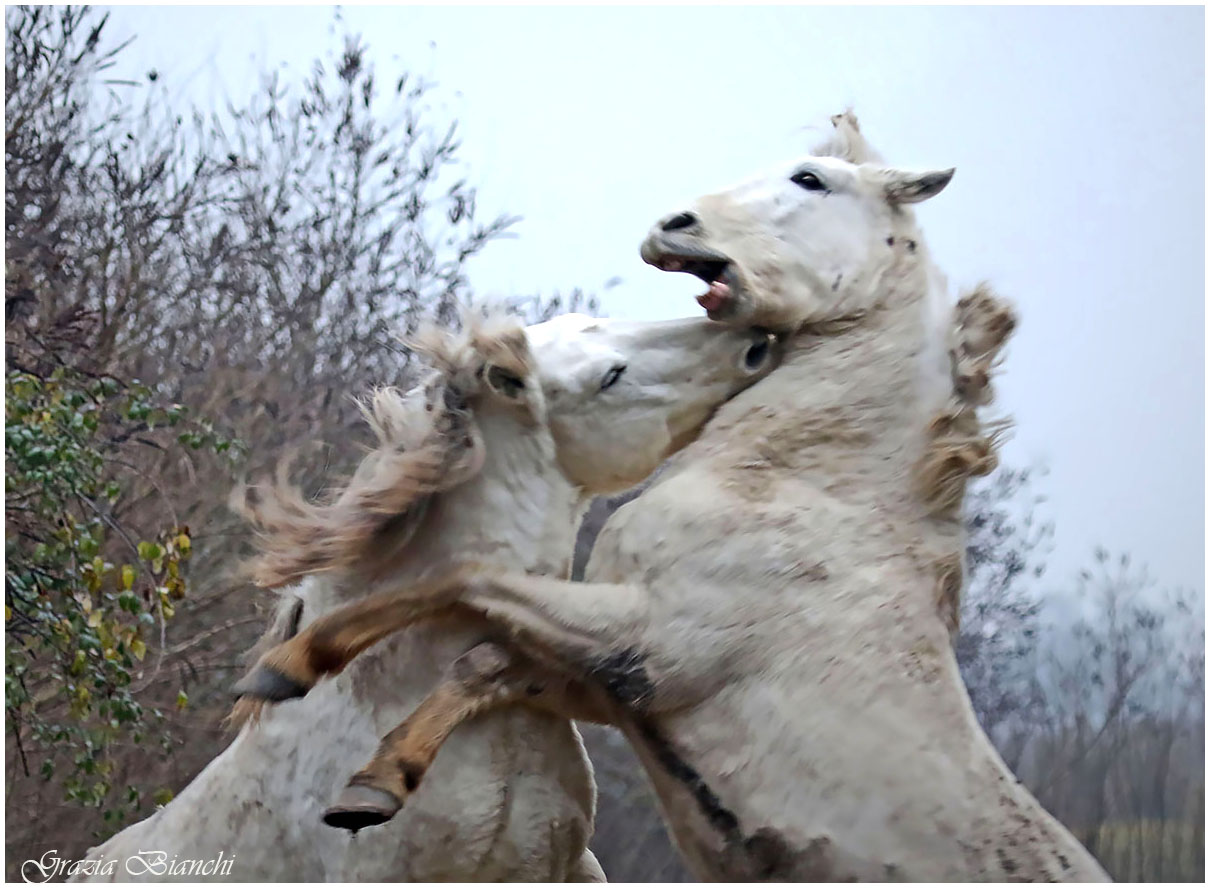 Cavalli - Isola della Cona