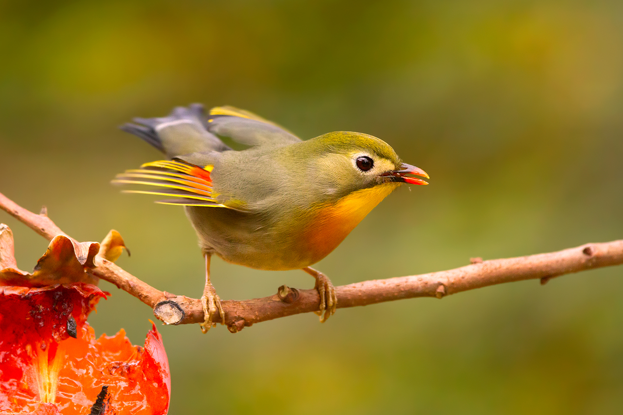 Usignolo del giappone