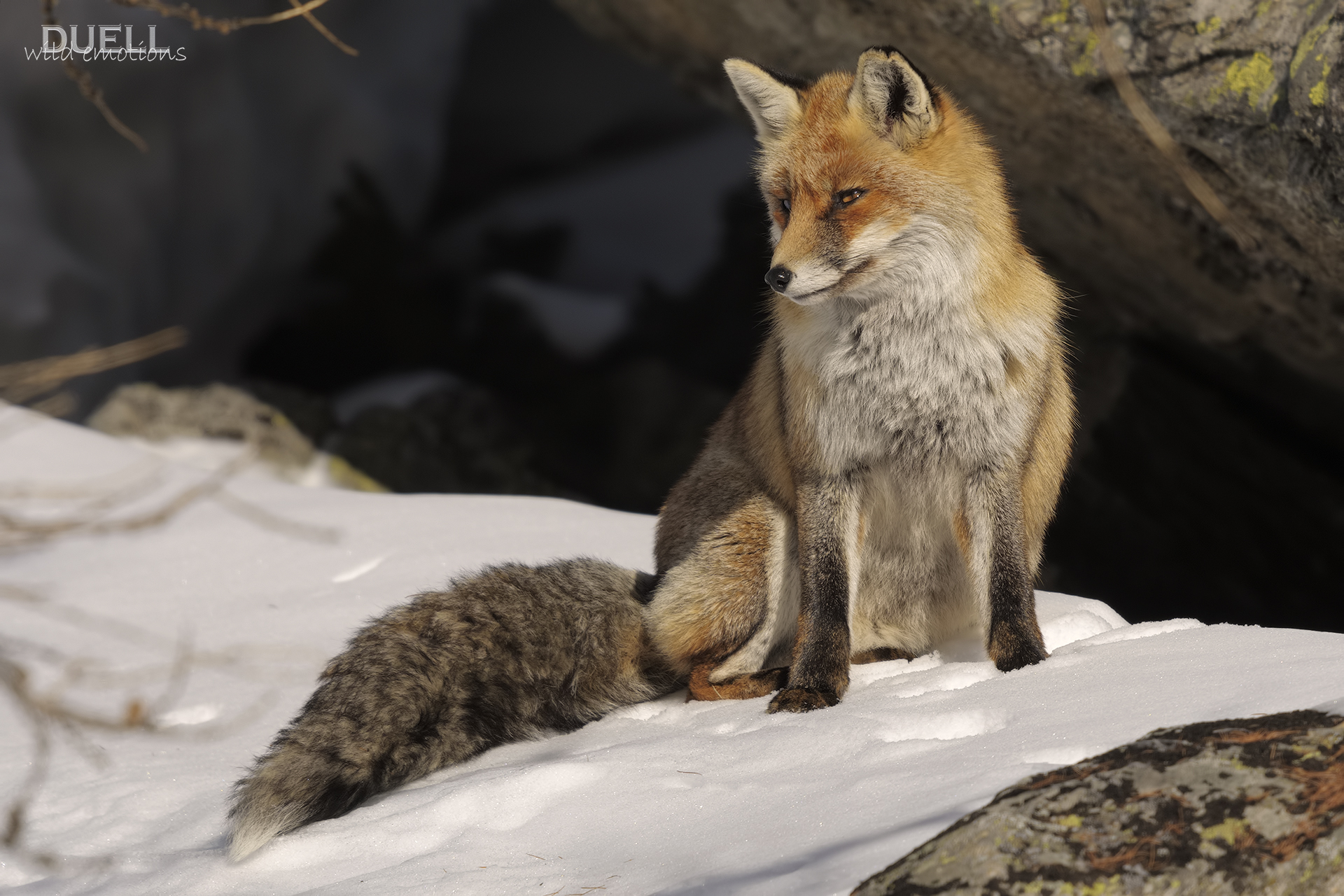 ... With a tail as well !!