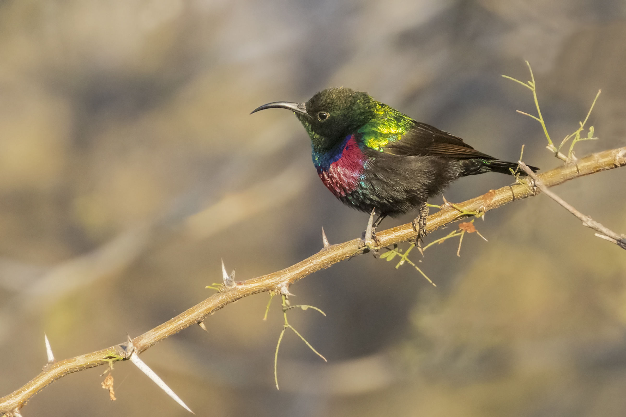 Sunbird of Mariqua