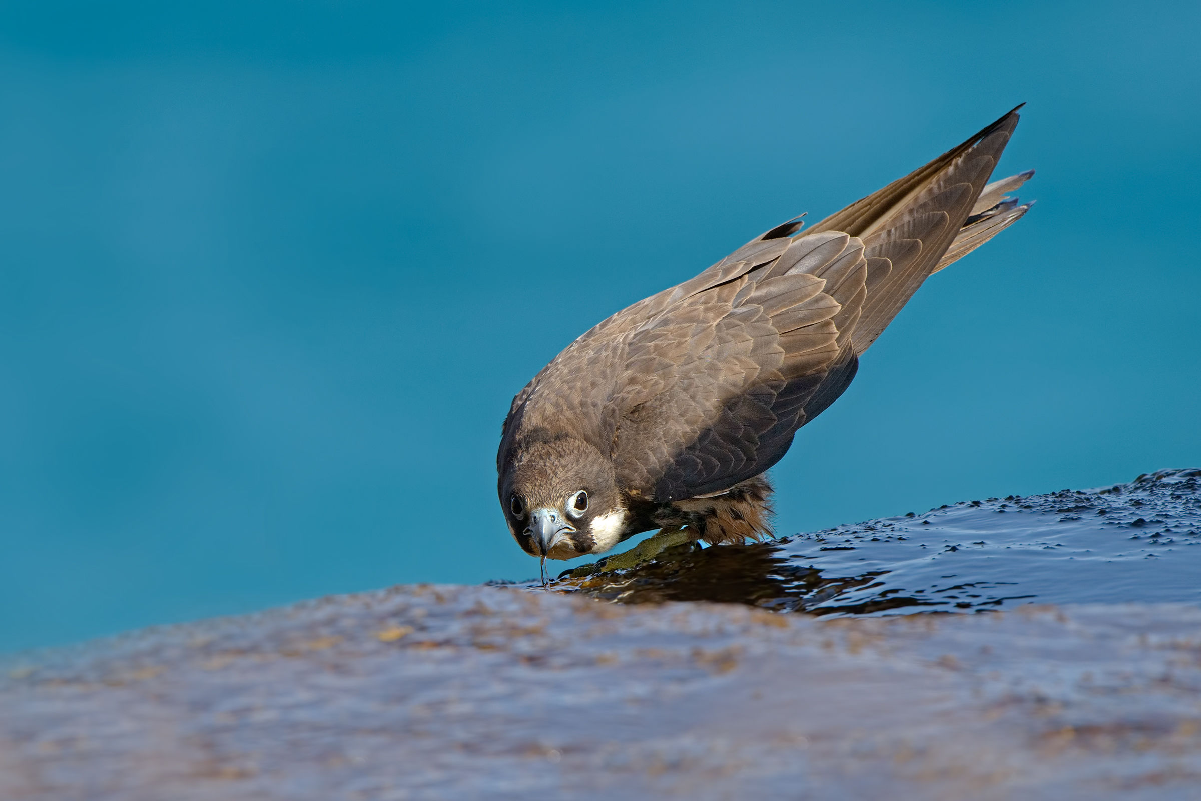 Eleonora's falcon all'abbeverata