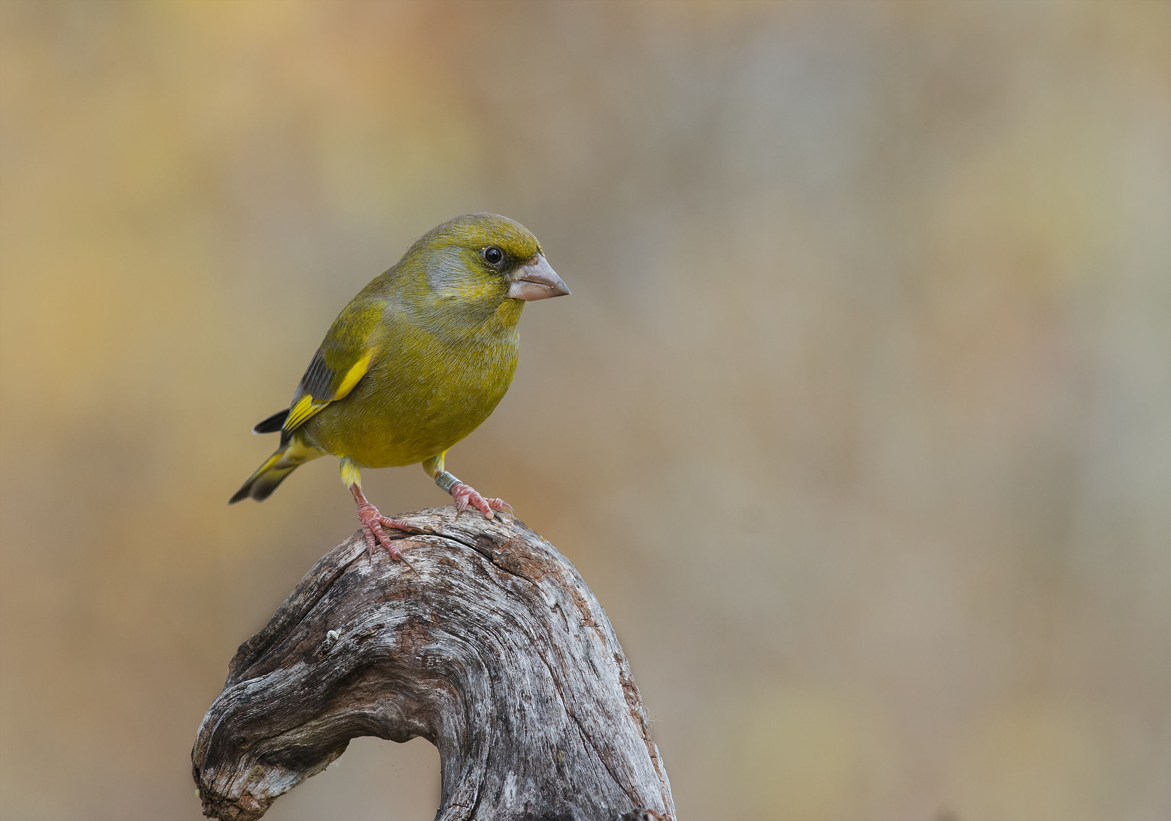 greenfinch