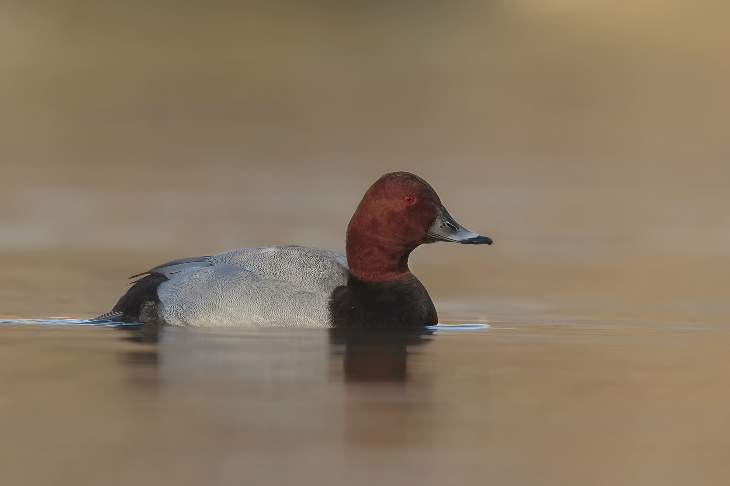 Pochard