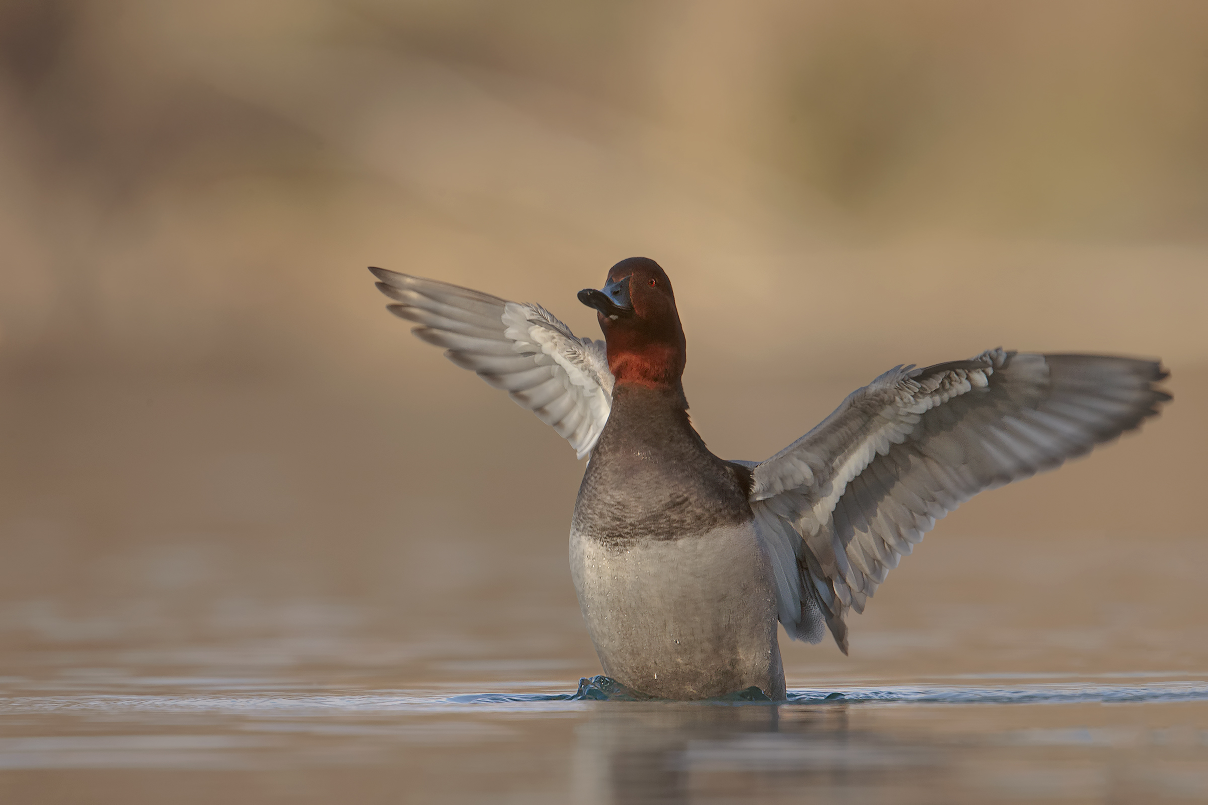 Pochard