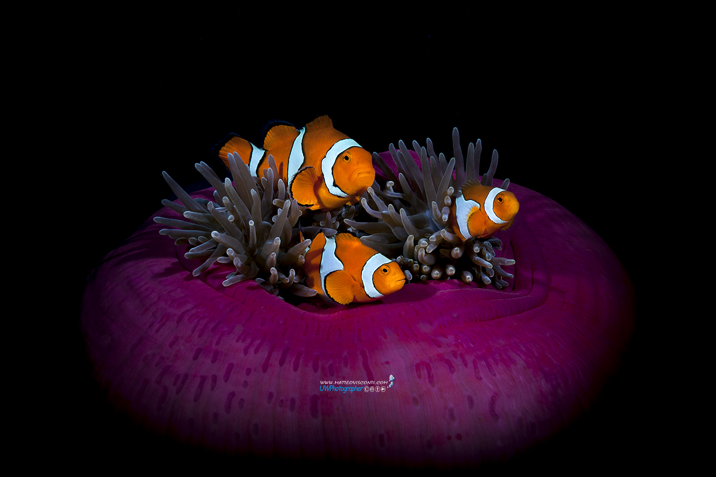 nemo's family portrait