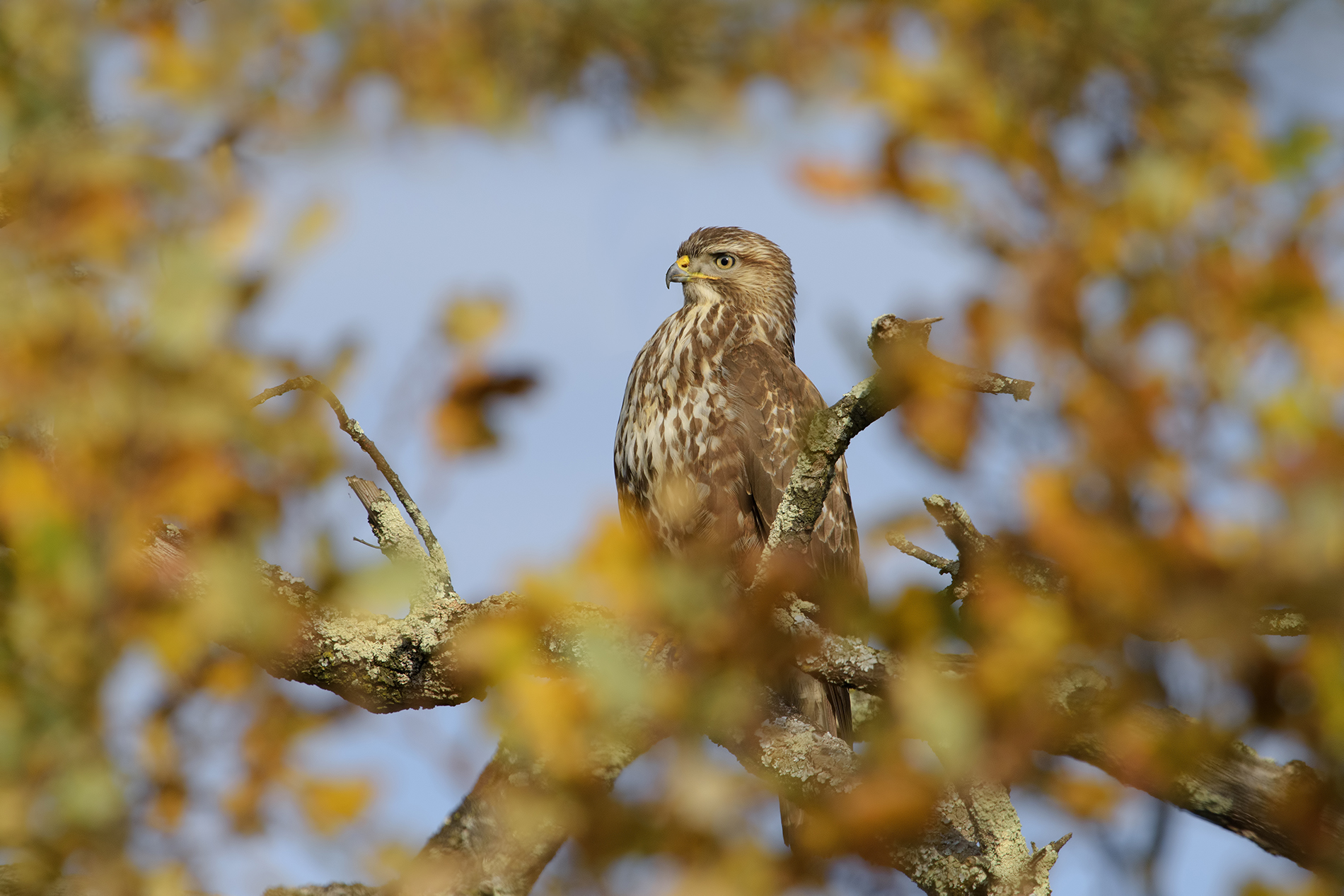 poiana in cornice autunnale