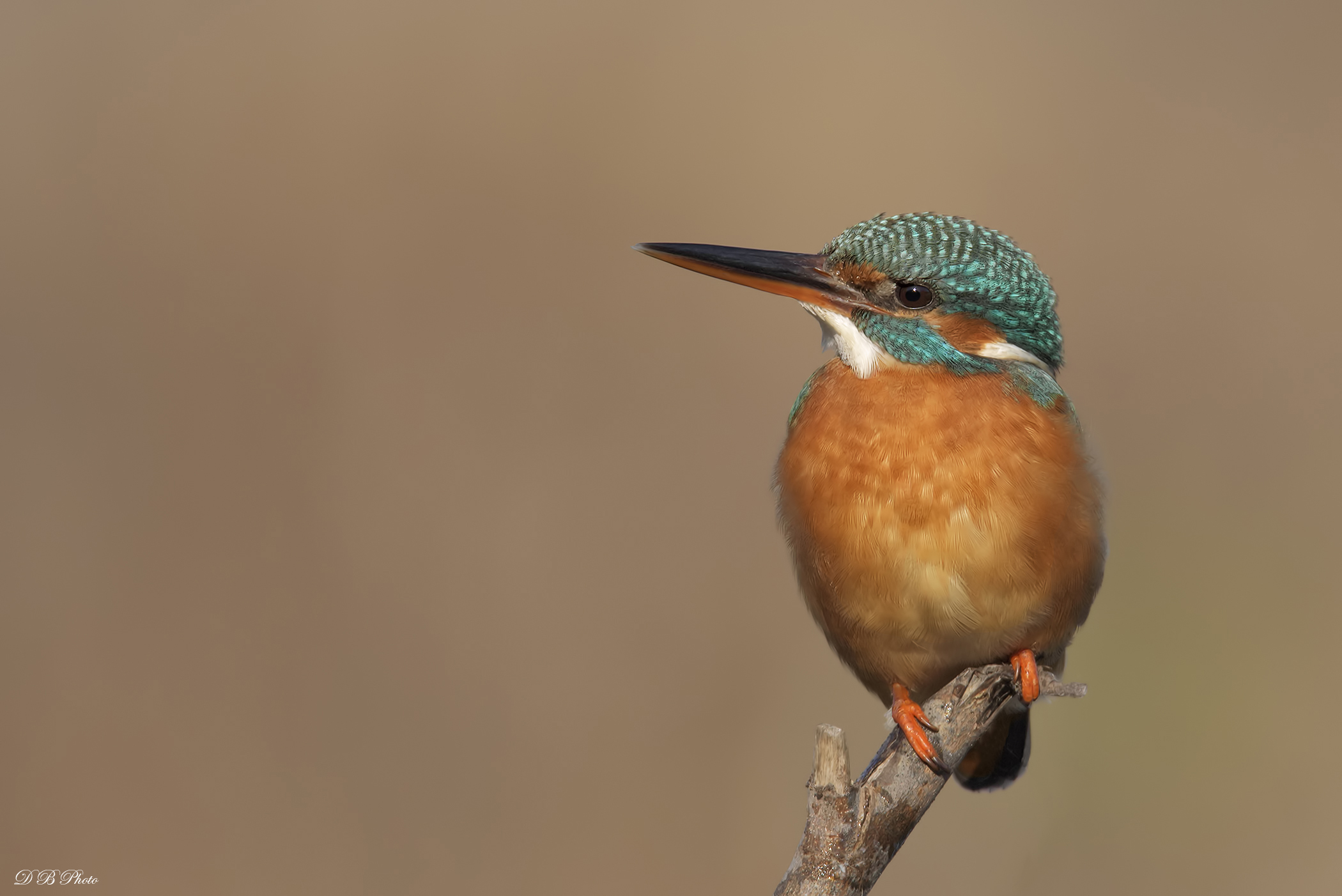 Martina - Alcedo atthis