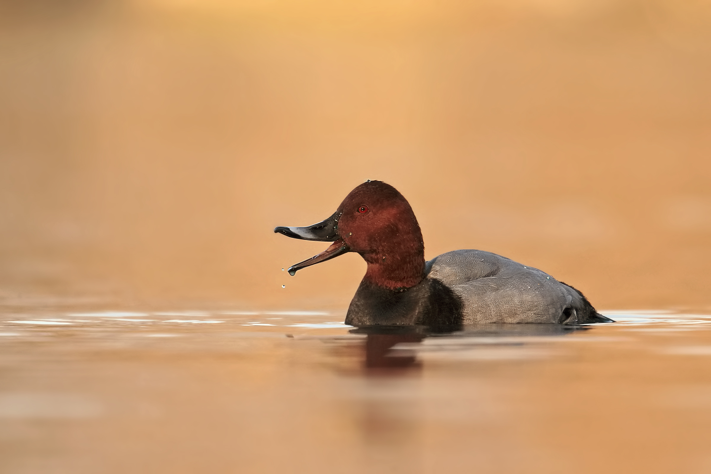 Pochard