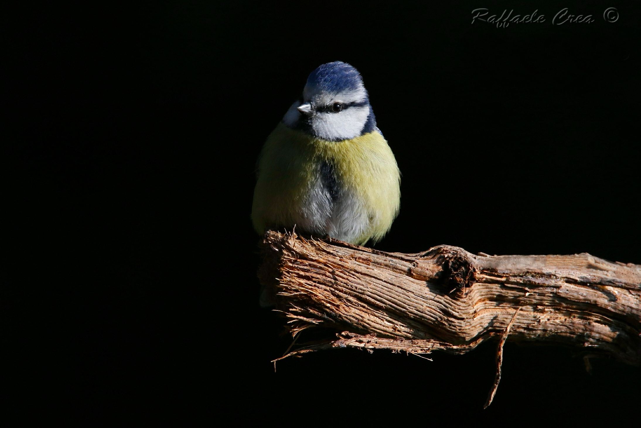 Cinciarella:Chiaro - Scuro