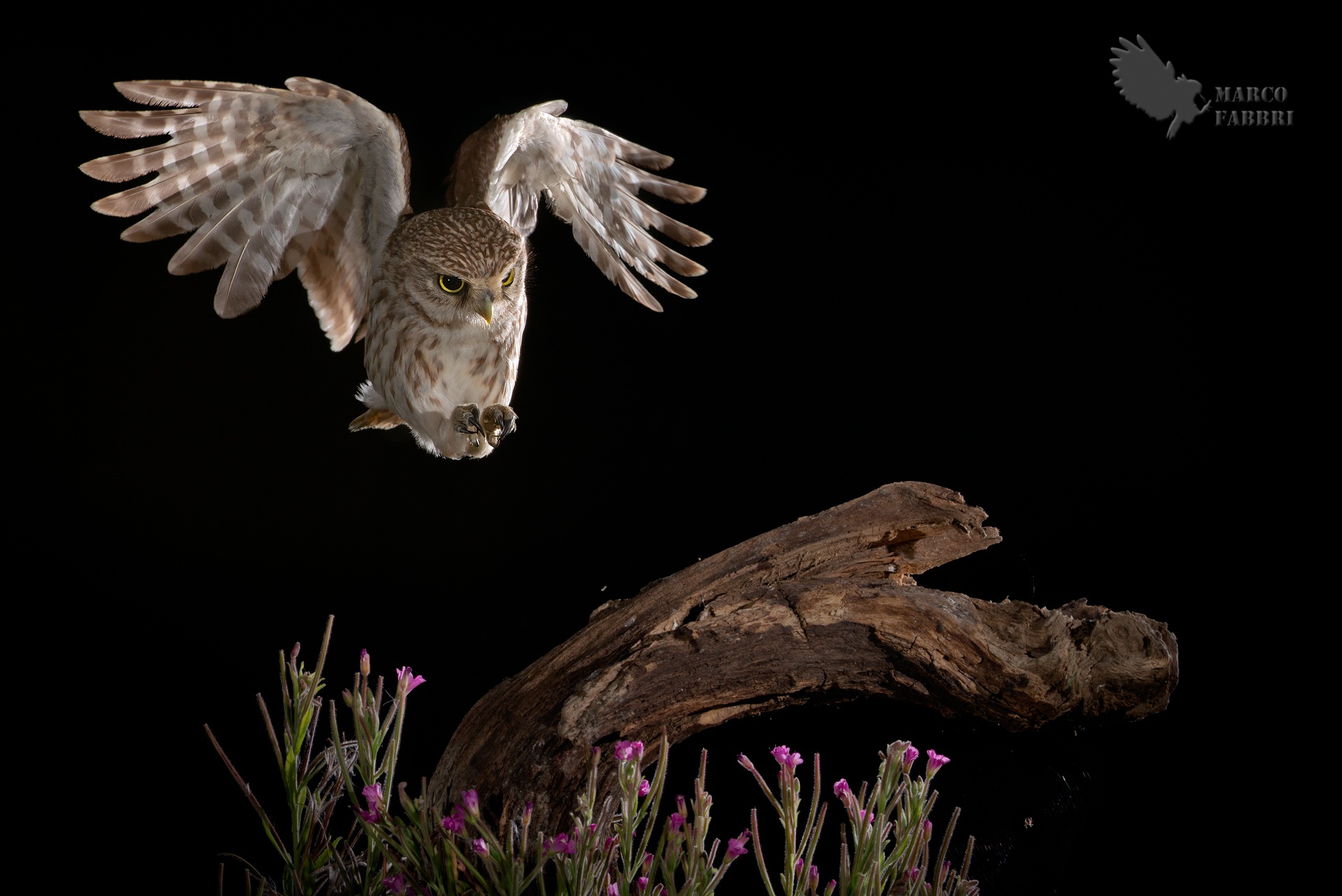 The colors of the night