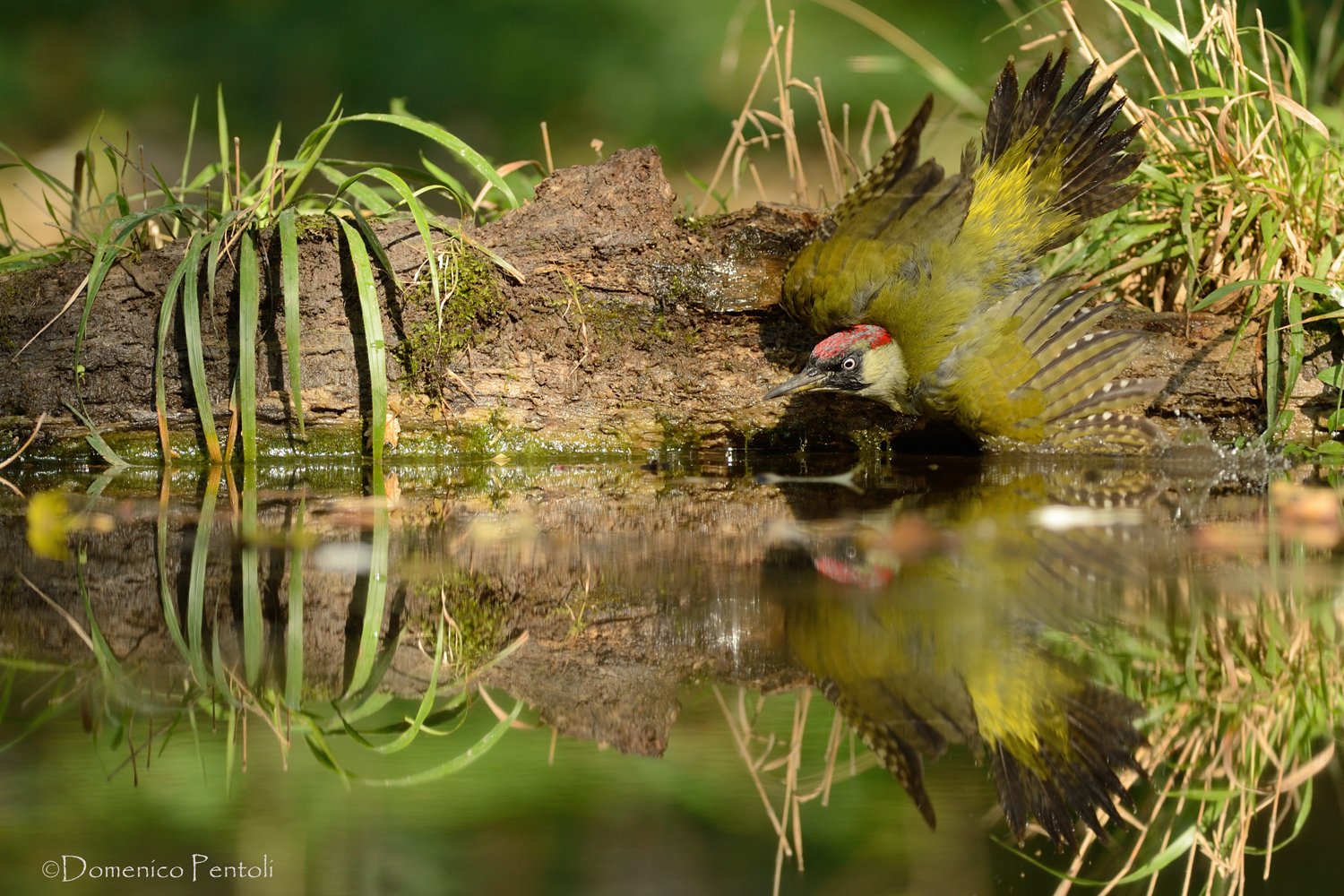 Green all'abbeverata